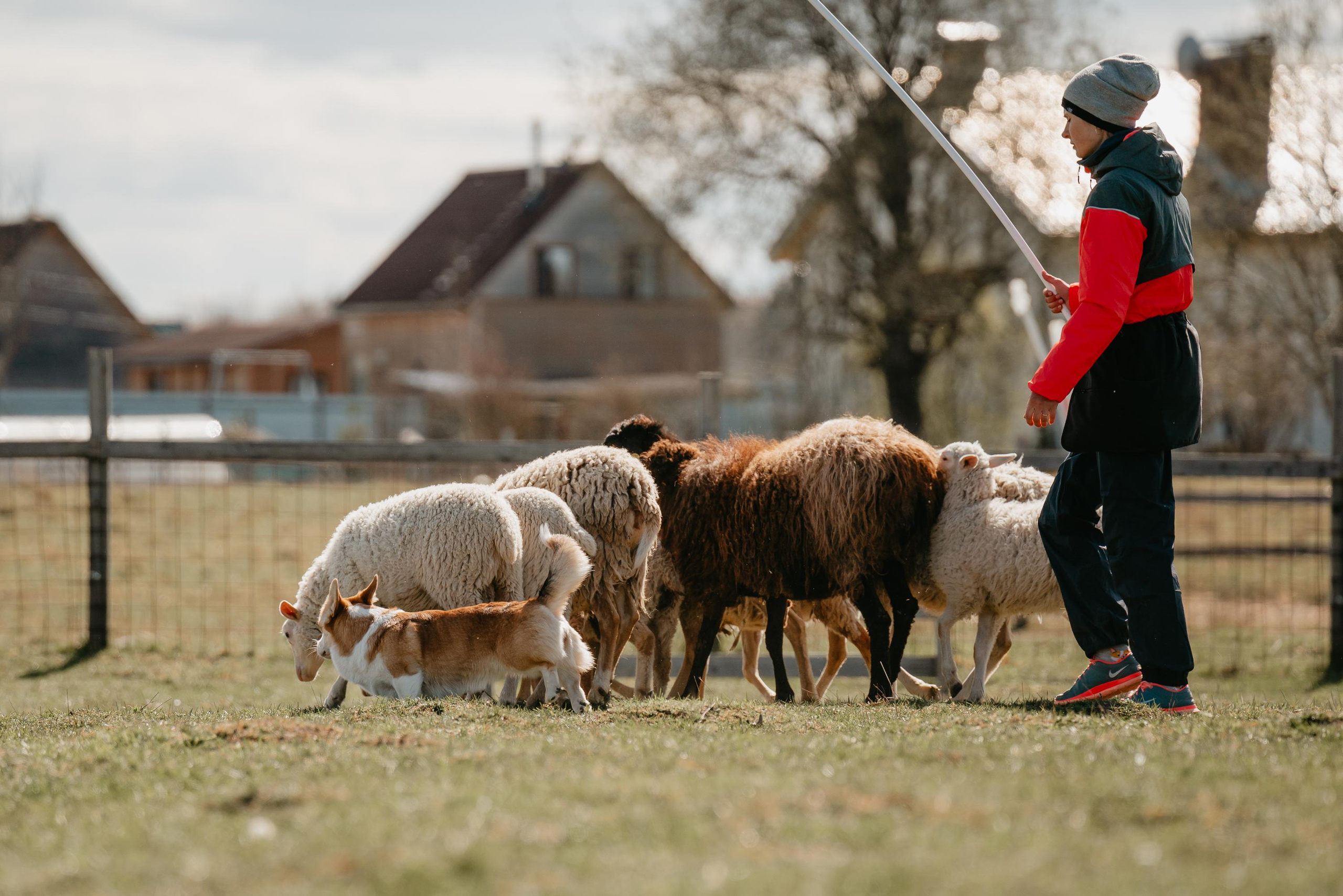 Пастушья служба. Фотограф анималист Осипчикова Мария