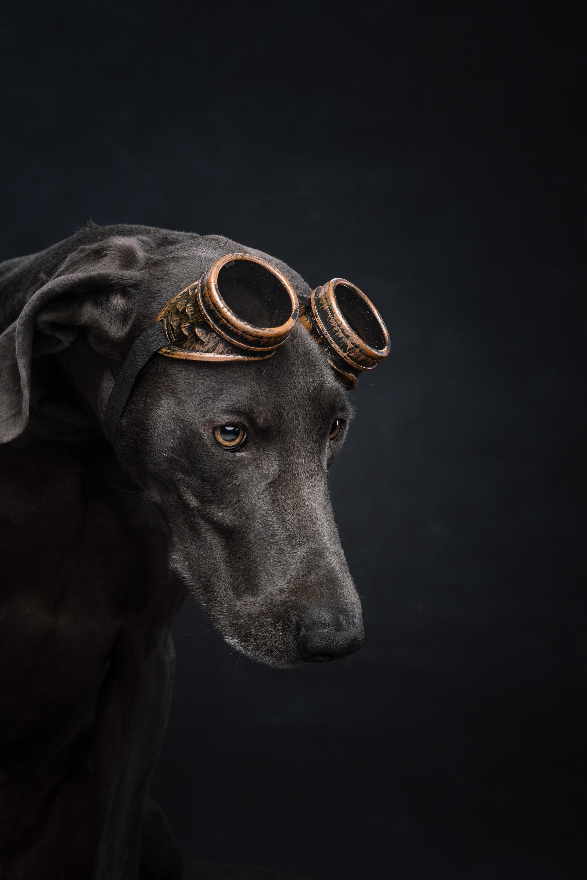 Веймаранер Рон. Фотограф анималист Осипчикова Мария