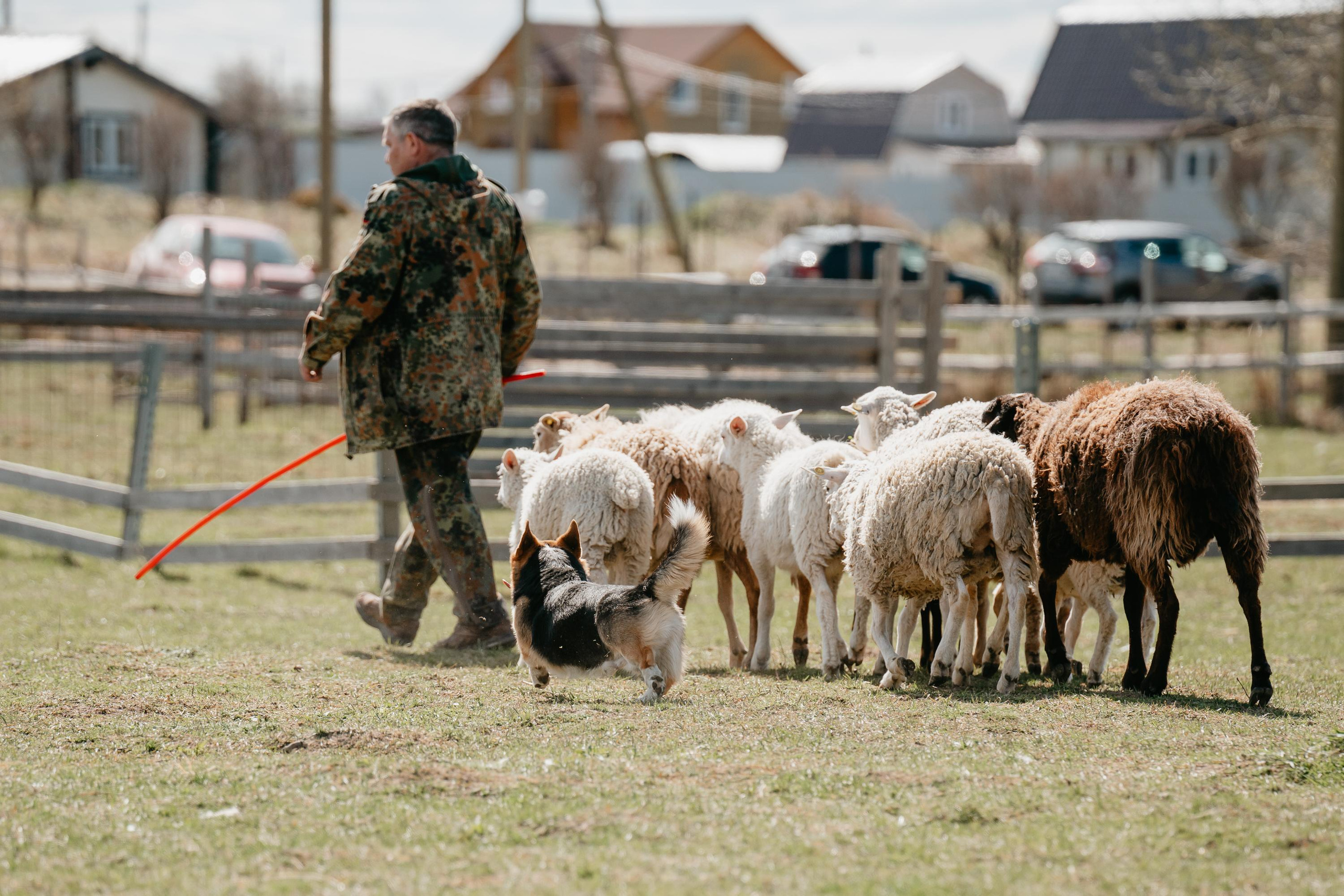 Пастушья служба. Фотограф анималист Осипчикова Мария