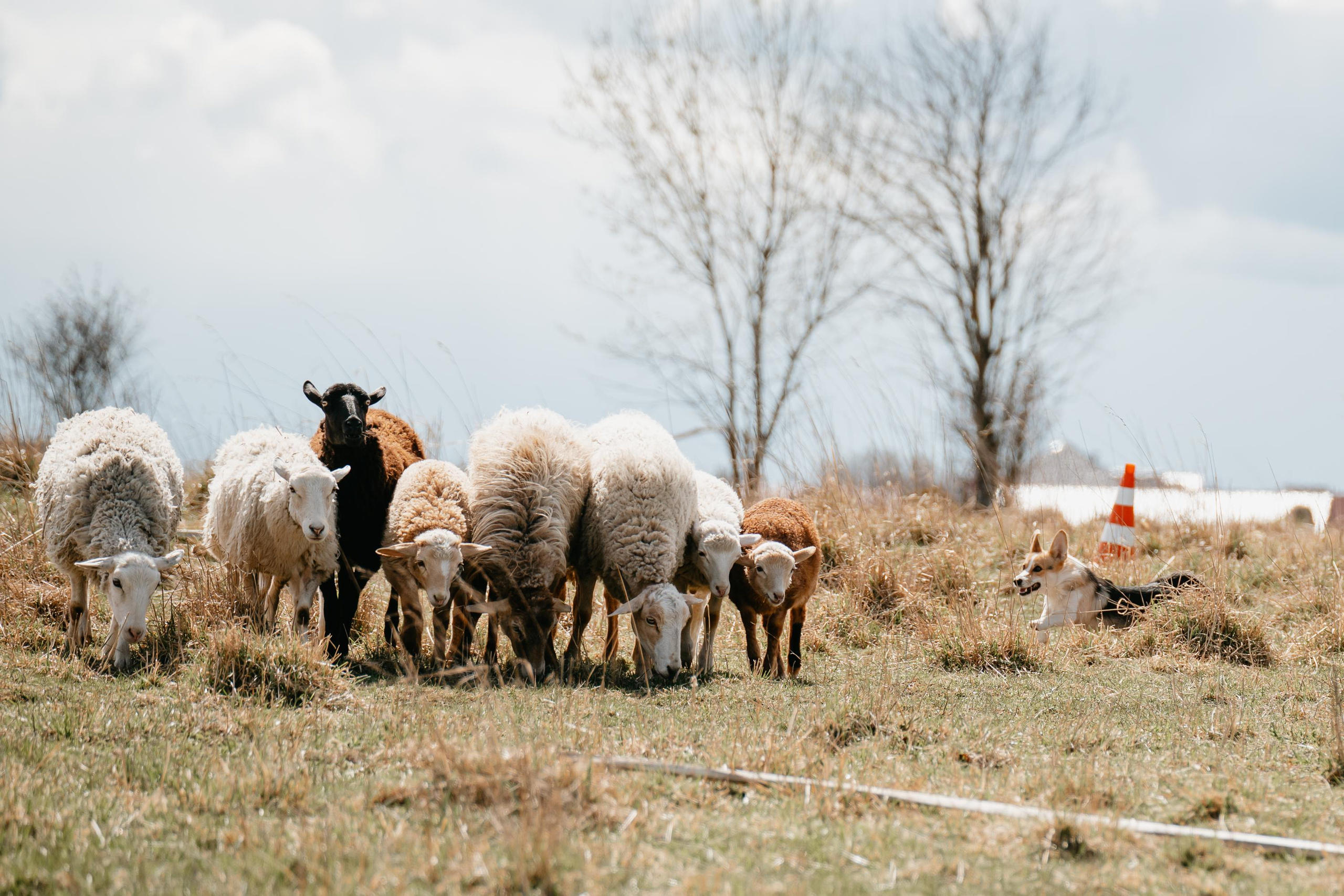 Пастушья служба. Фотограф анималист Осипчикова Мария