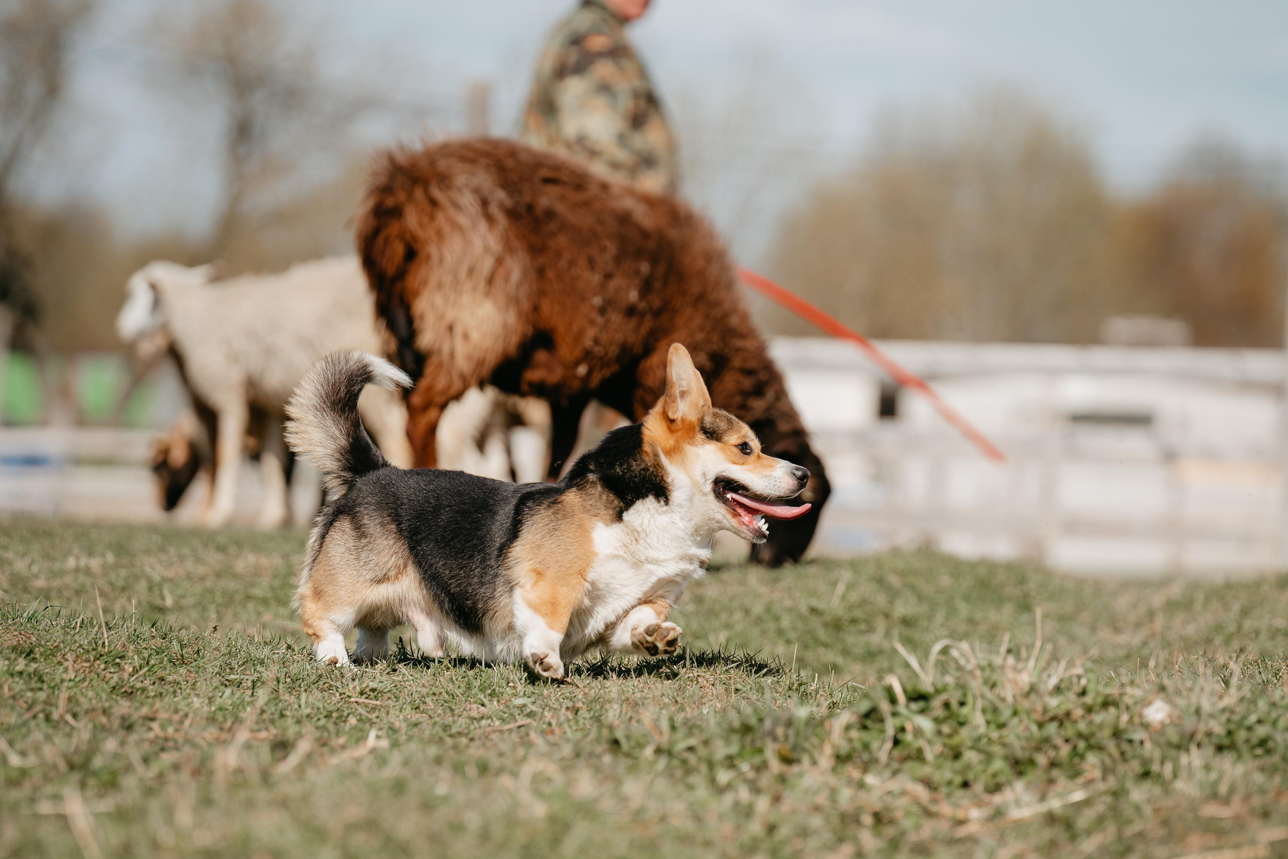 Пастушья служба. Фотограф анималист Осипчикова Мария