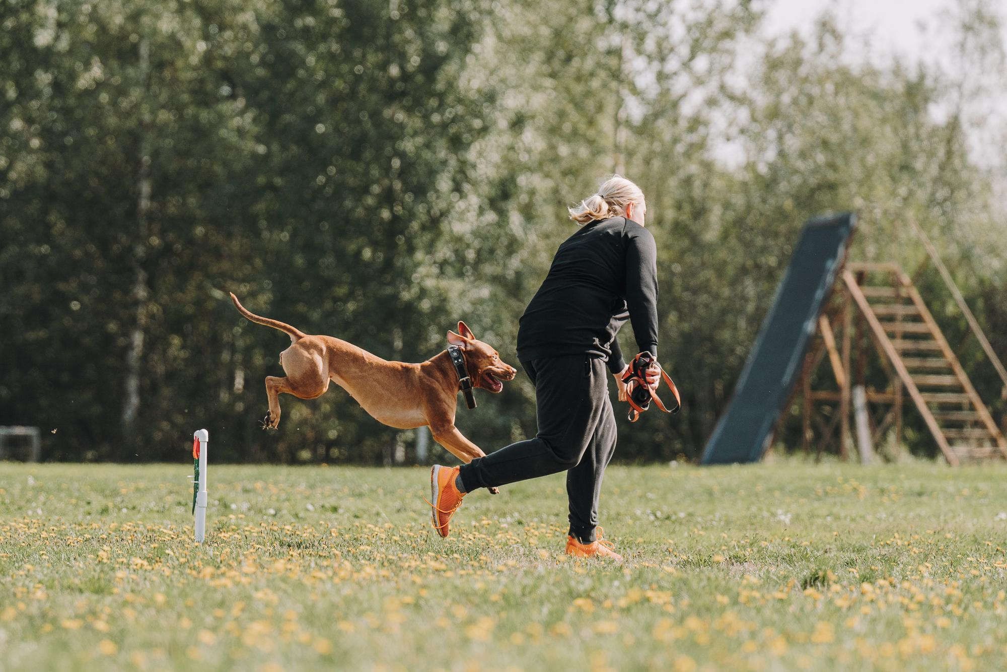 День пита и стаффа. Фотограф анималист Осипчикова Мария