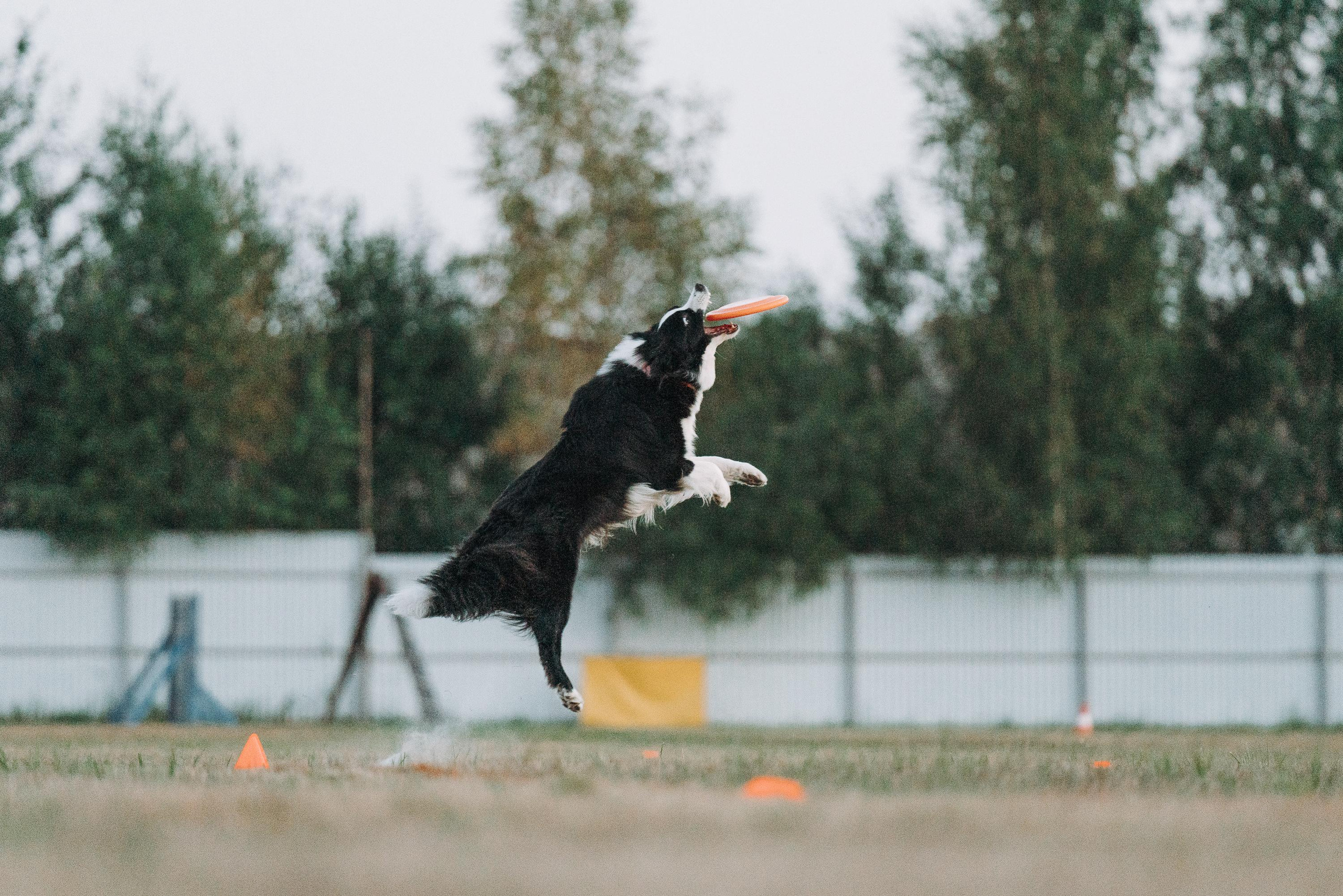 Фрисби игры UpDog. Фотограф анималист Осипчикова Мария