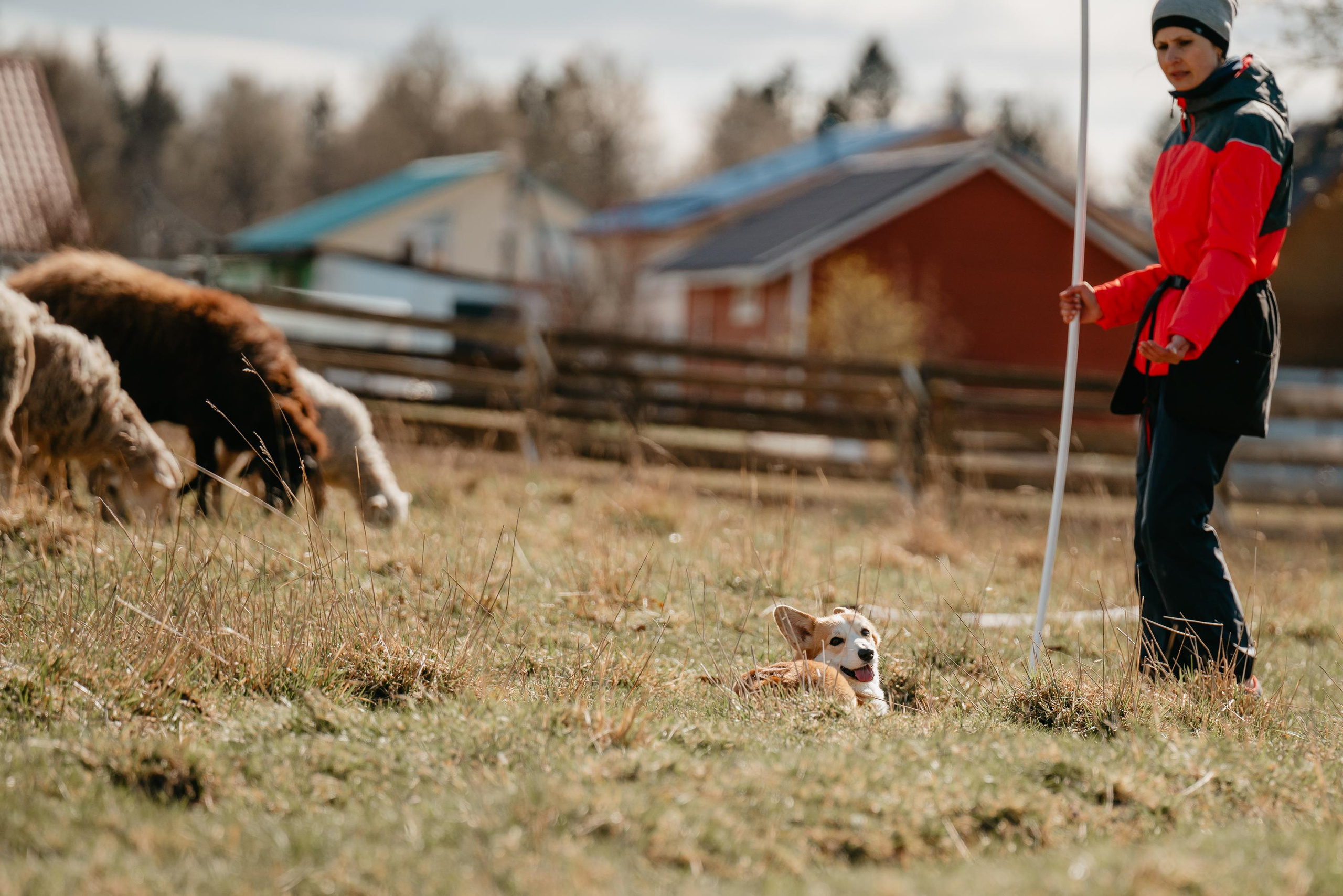 Пастушья служба. Фотограф анималист Осипчикова Мария