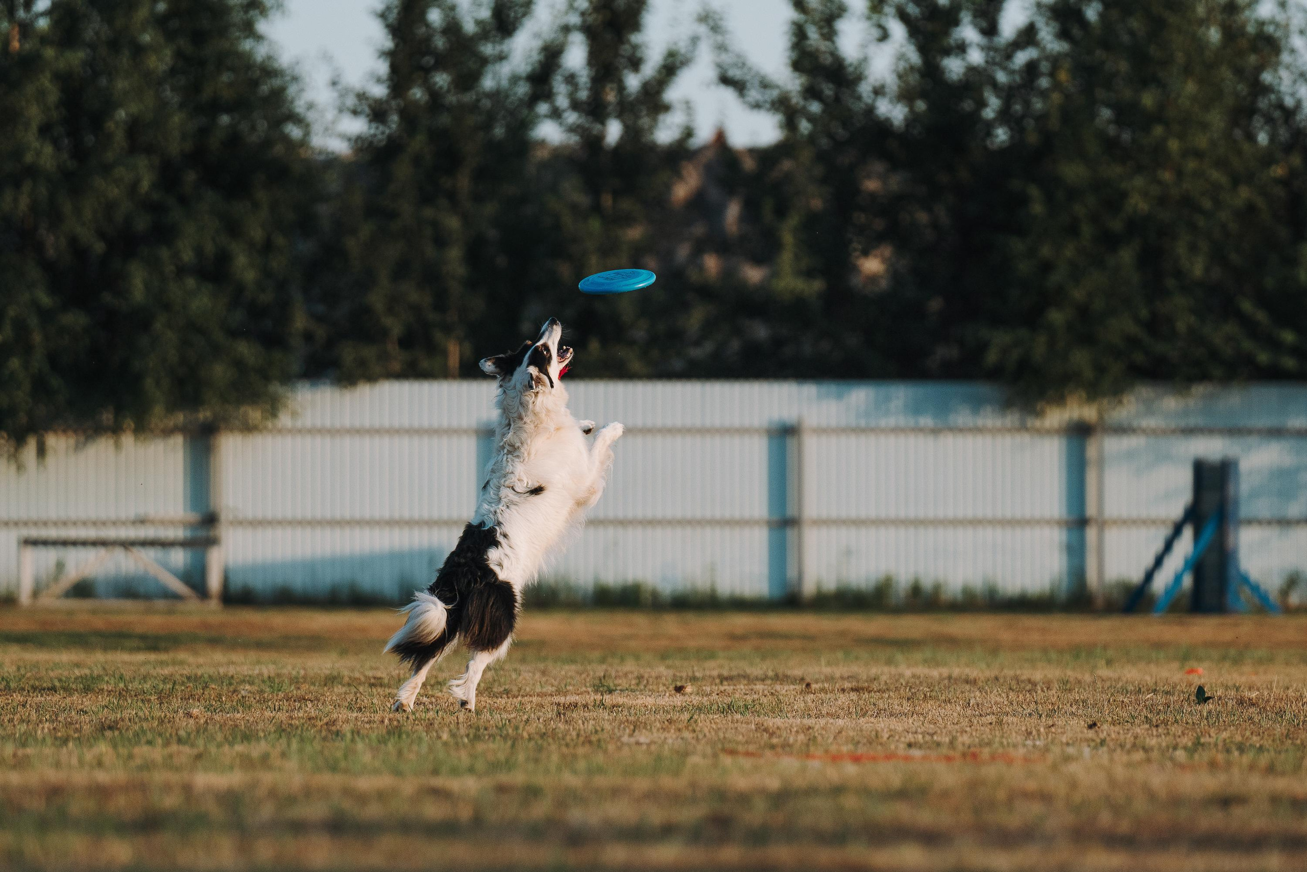 Фрисби игры UpDog. Фотограф анималист Осипчикова Мария