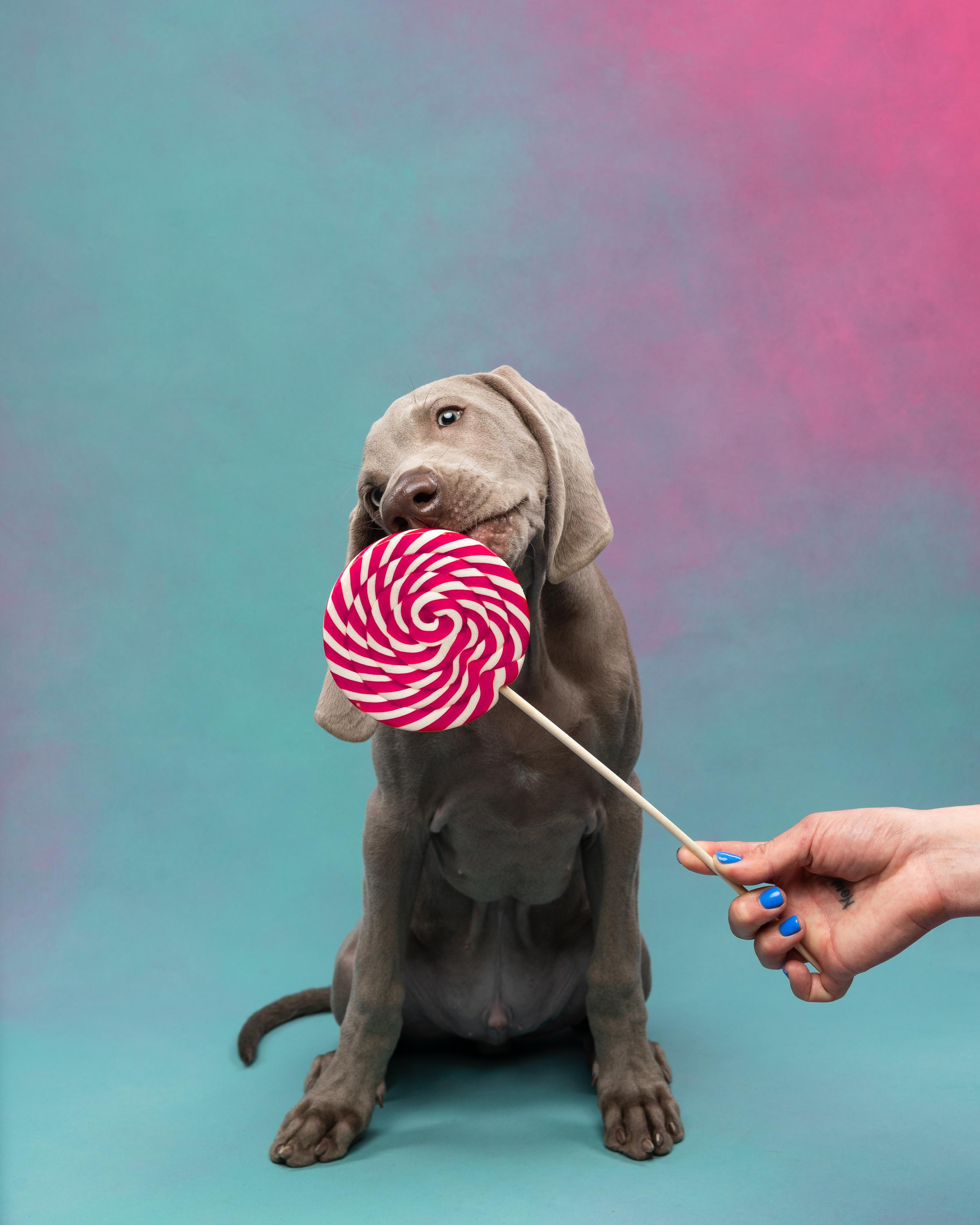 Веймаранер Эспен. Фотограф анималист Осипчикова Мария