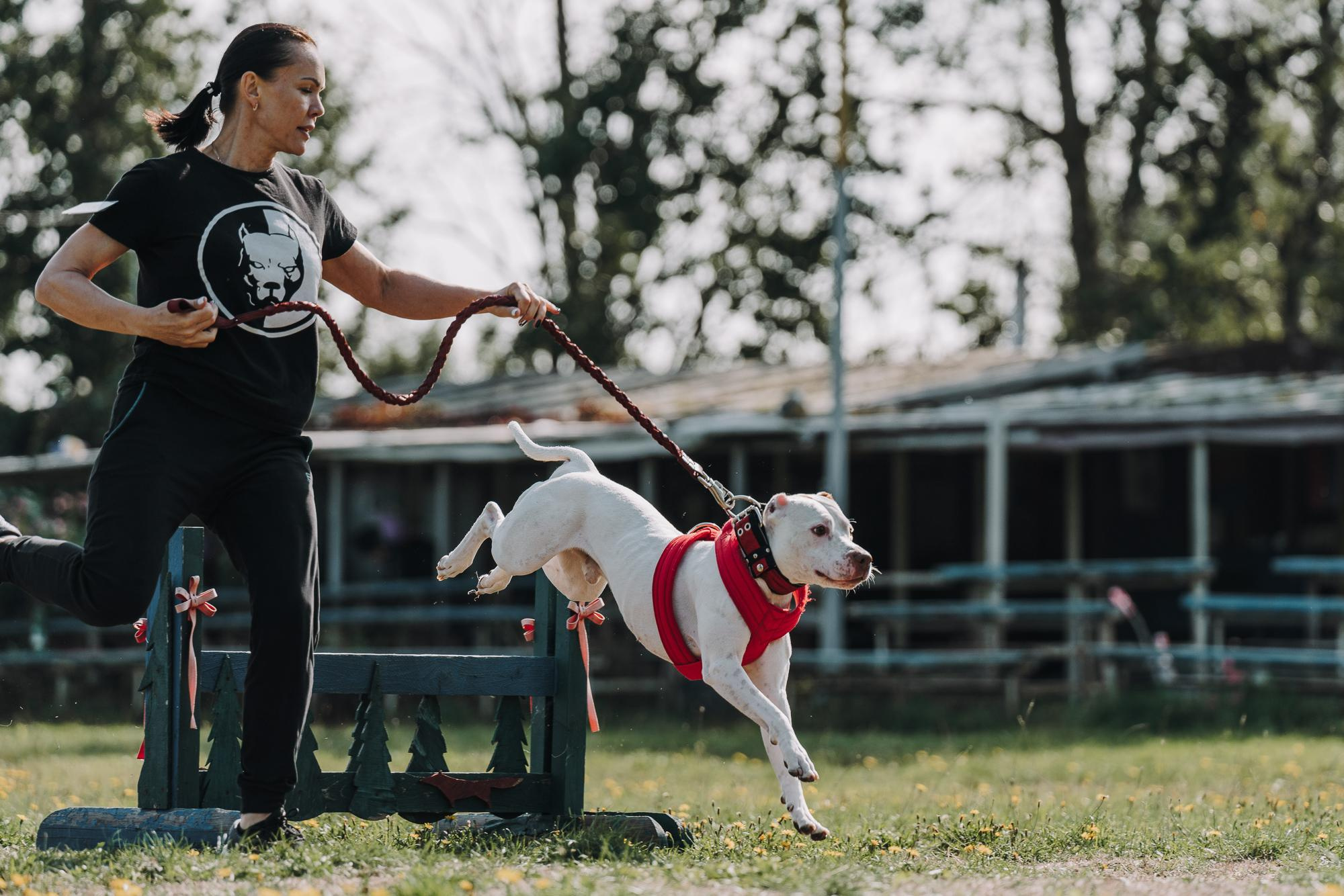 День пита и стаффа. Фотограф анималист Осипчикова Мария