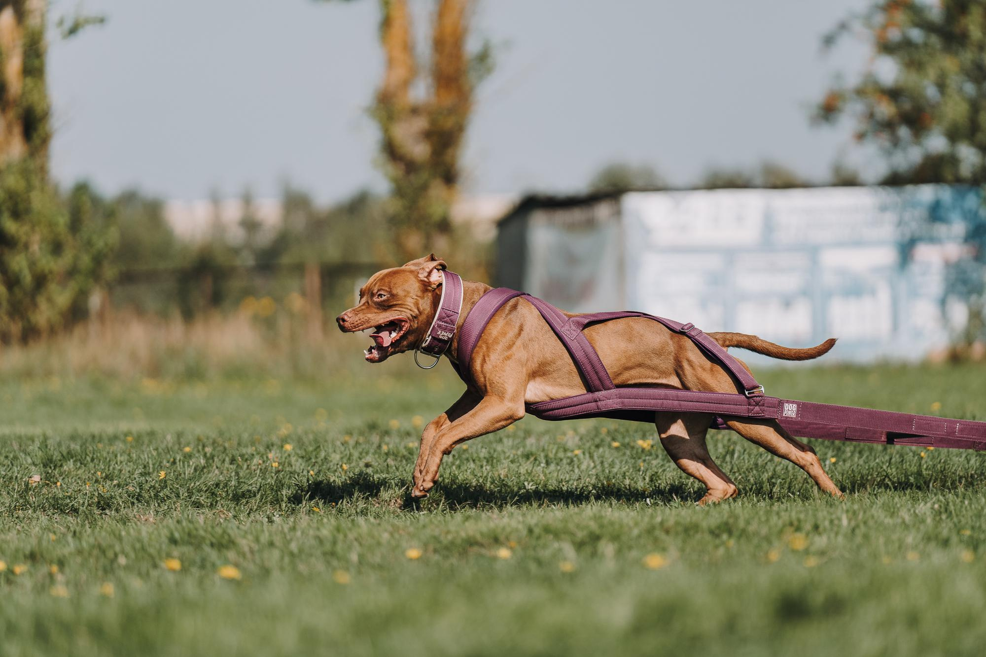 День пита и стаффа. Фотограф анималист Осипчикова Мария