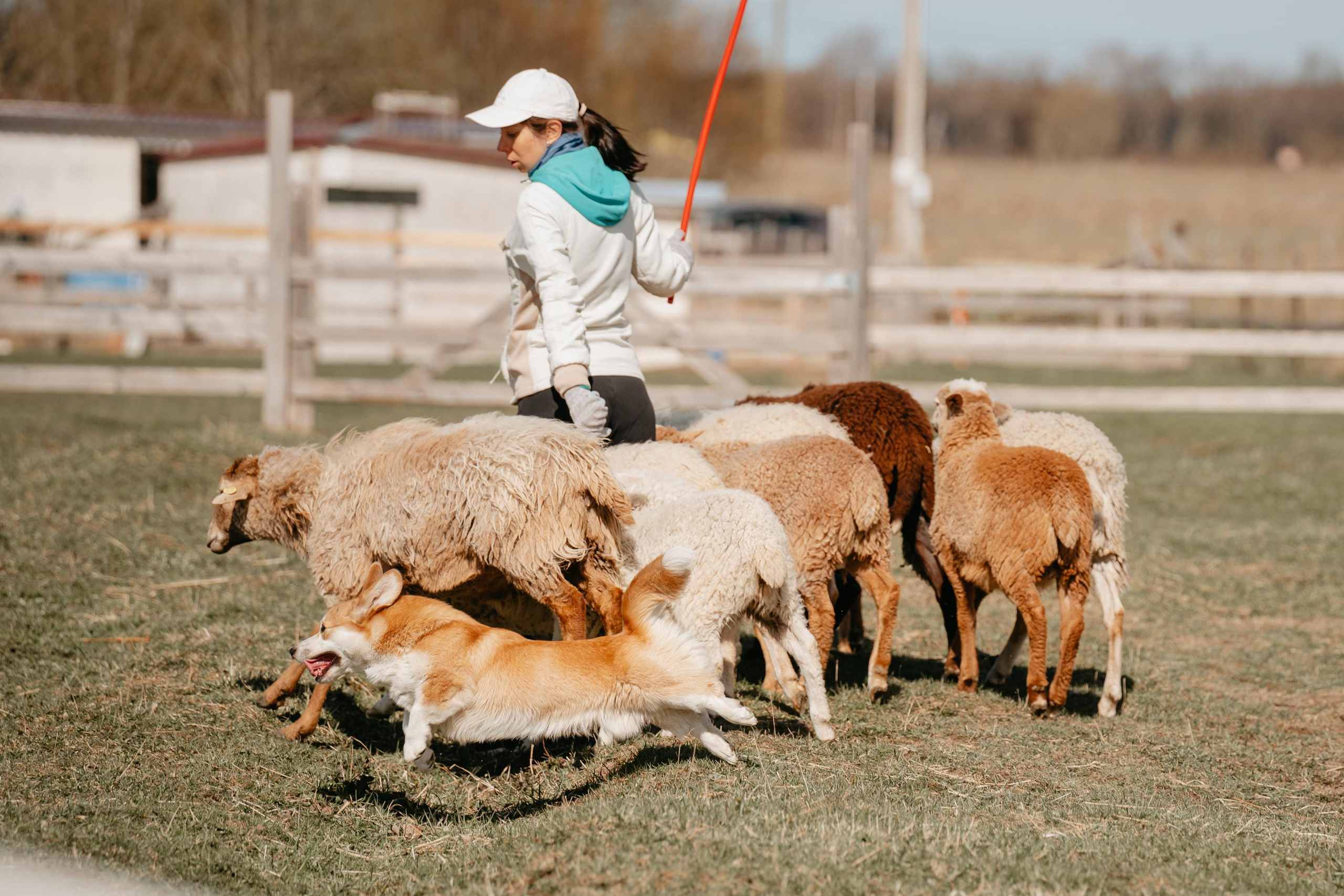 Пастушья служба. Фотограф анималист Осипчикова Мария