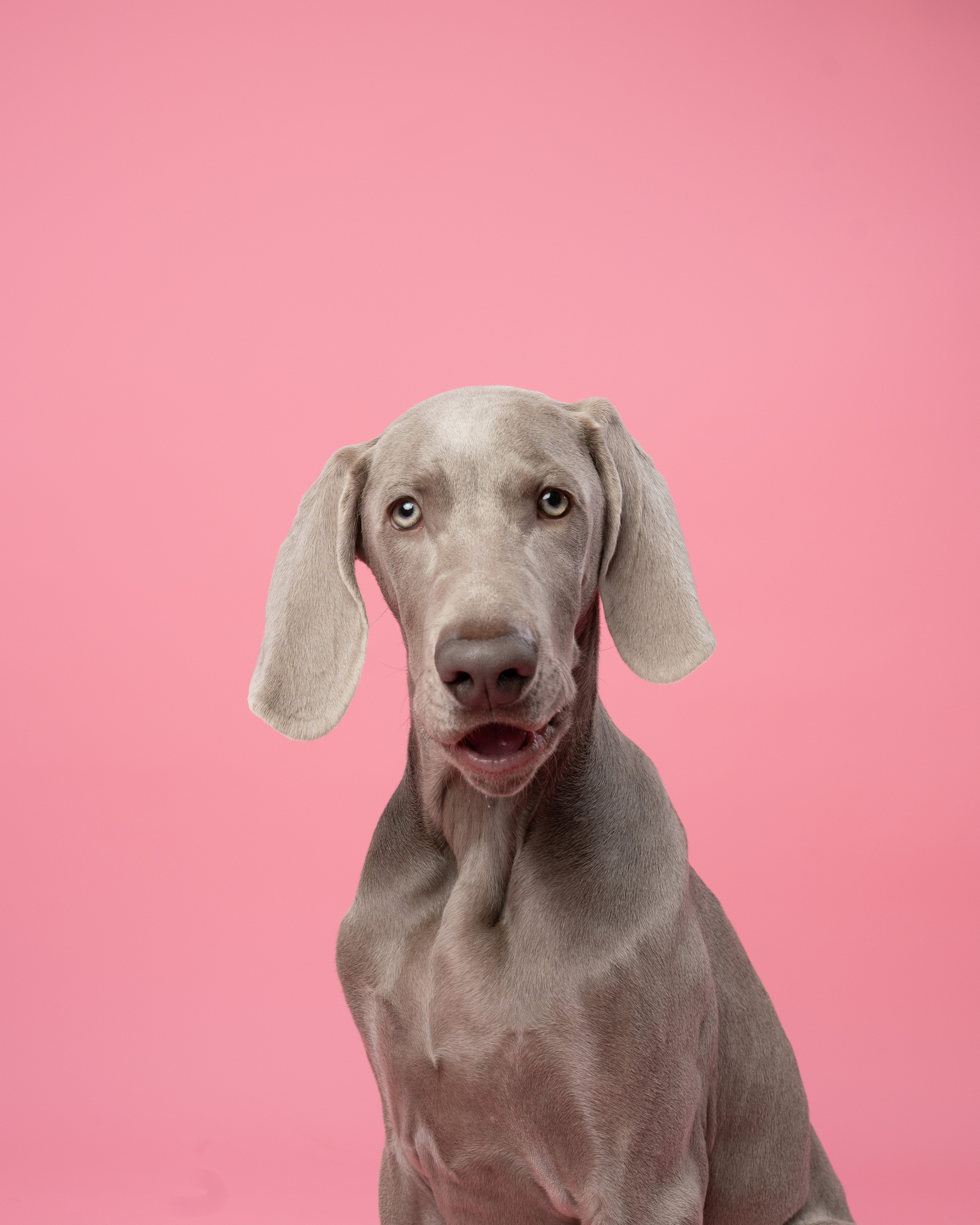 Веймаранер Элай. Фотограф анималист Осипчикова Мария