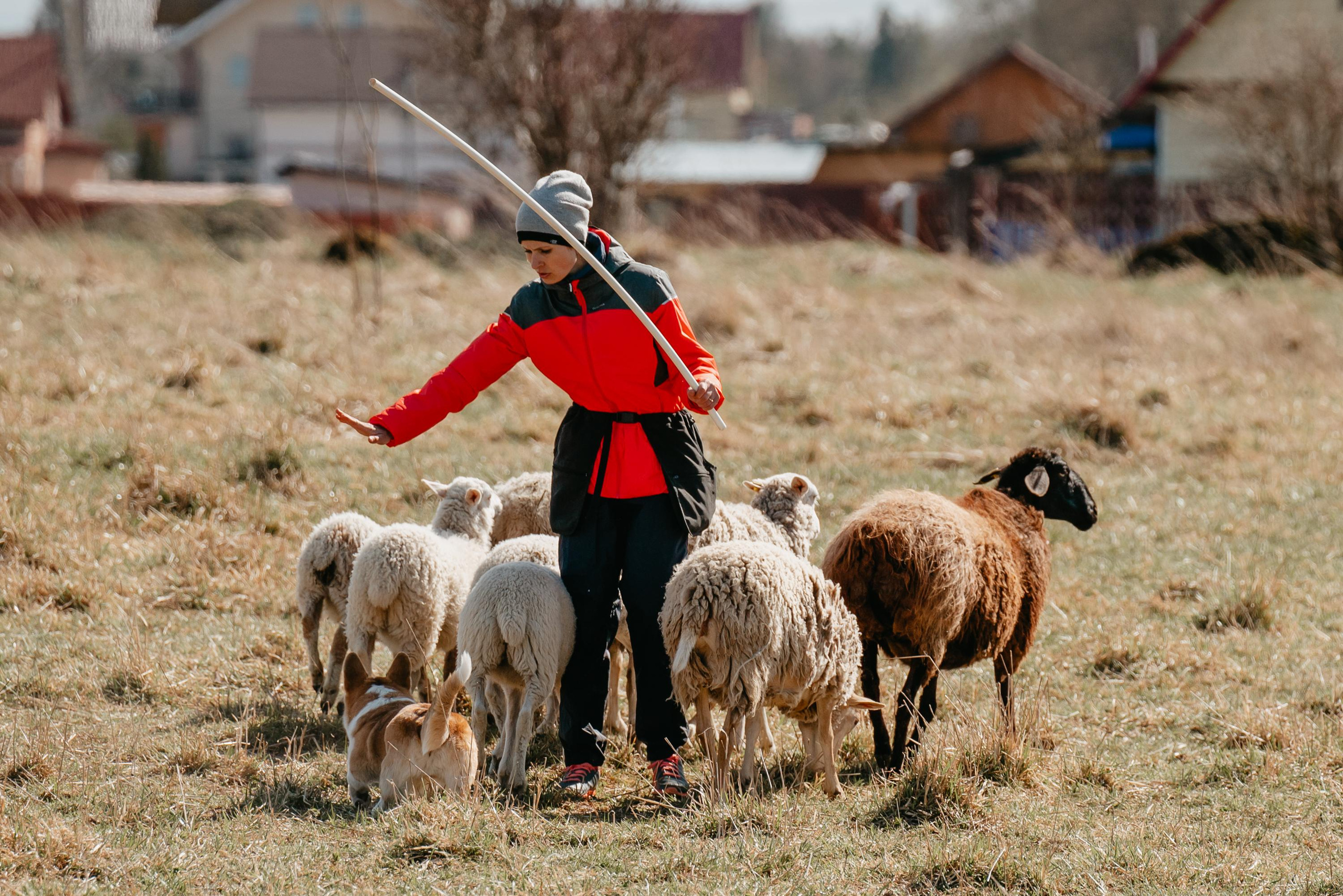 Пастушья служба. Фотограф анималист Осипчикова Мария