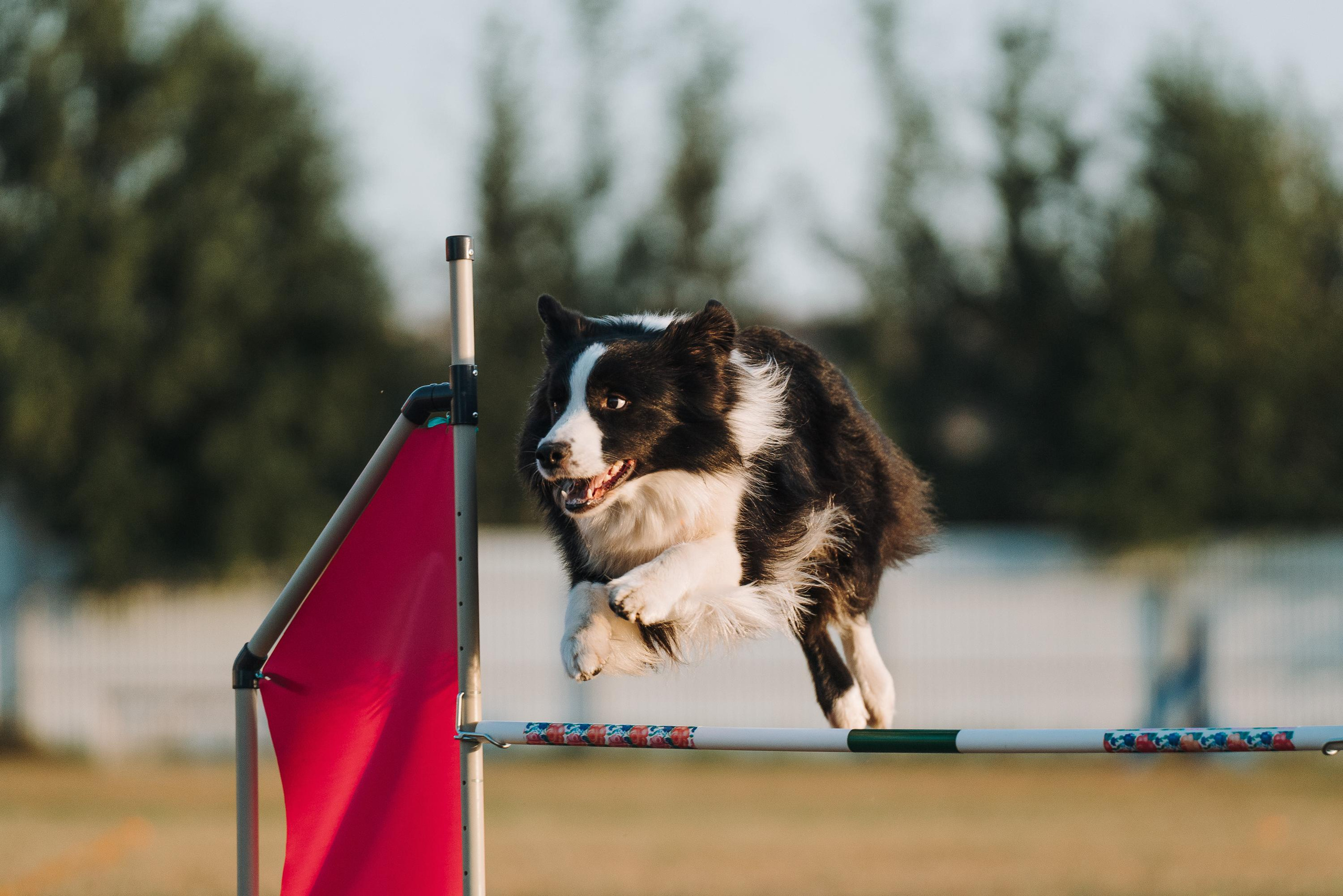 Фрисби игры UpDog. Фотограф анималист Осипчикова Мария