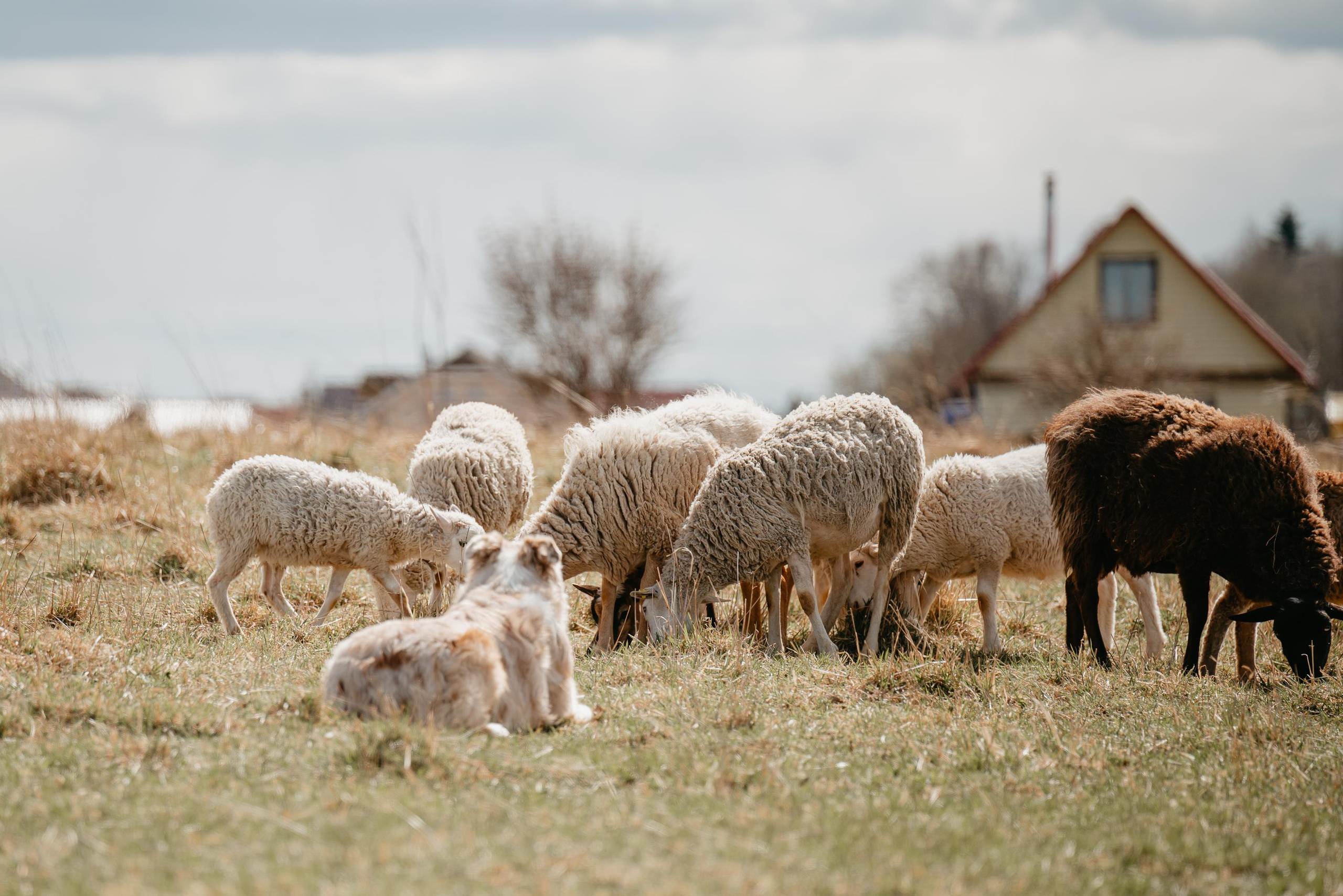 Пастушья служба. Фотограф анималист Осипчикова Мария