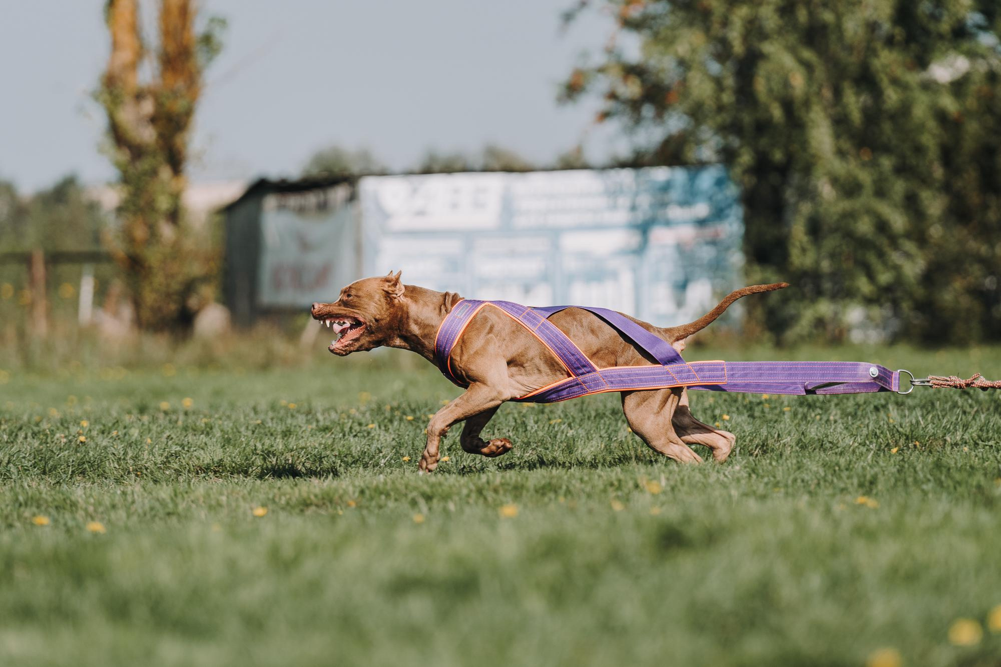 День пита и стаффа. Фотограф анималист Осипчикова Мария