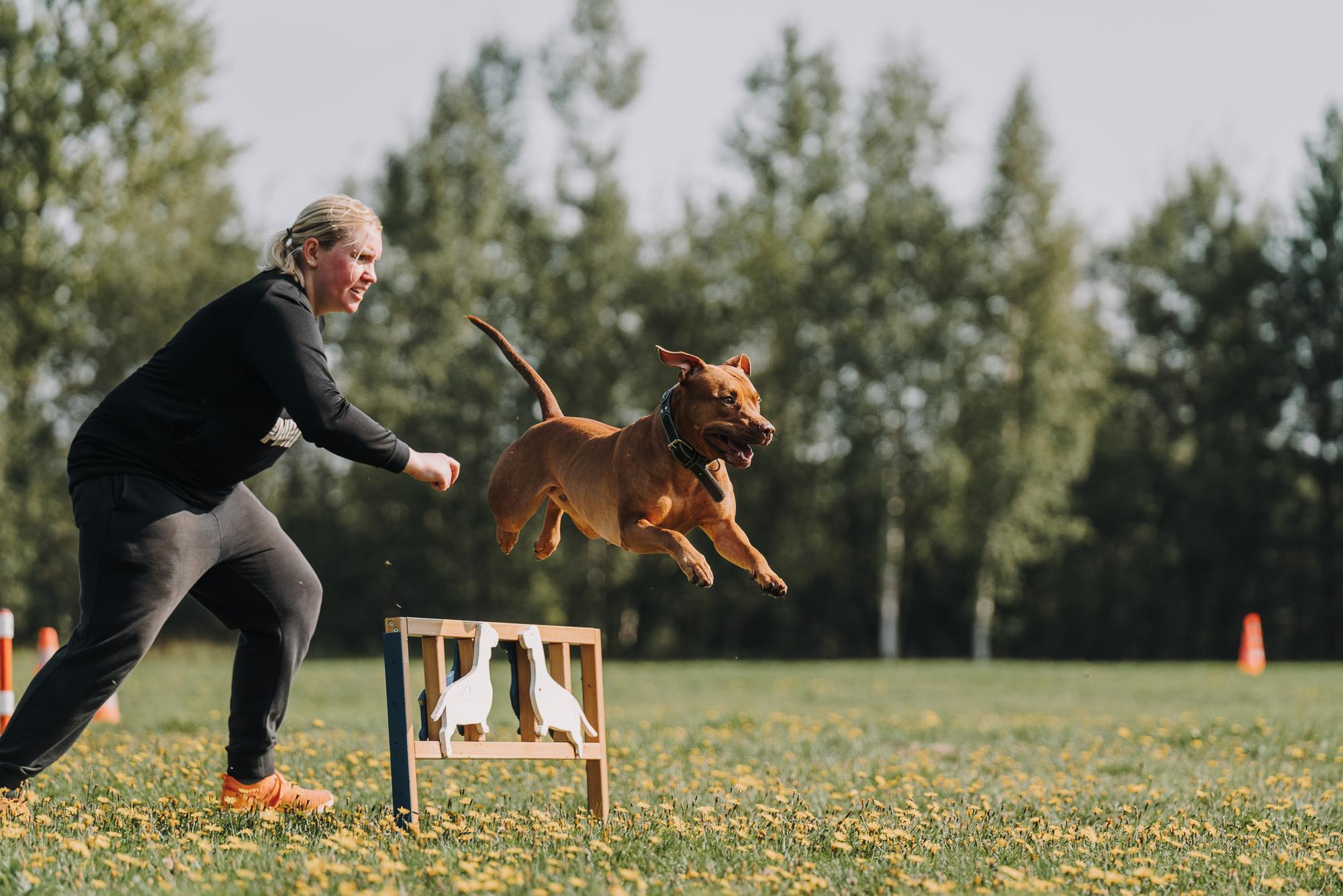 День пита и стаффа. Фотограф анималист Осипчикова Мария