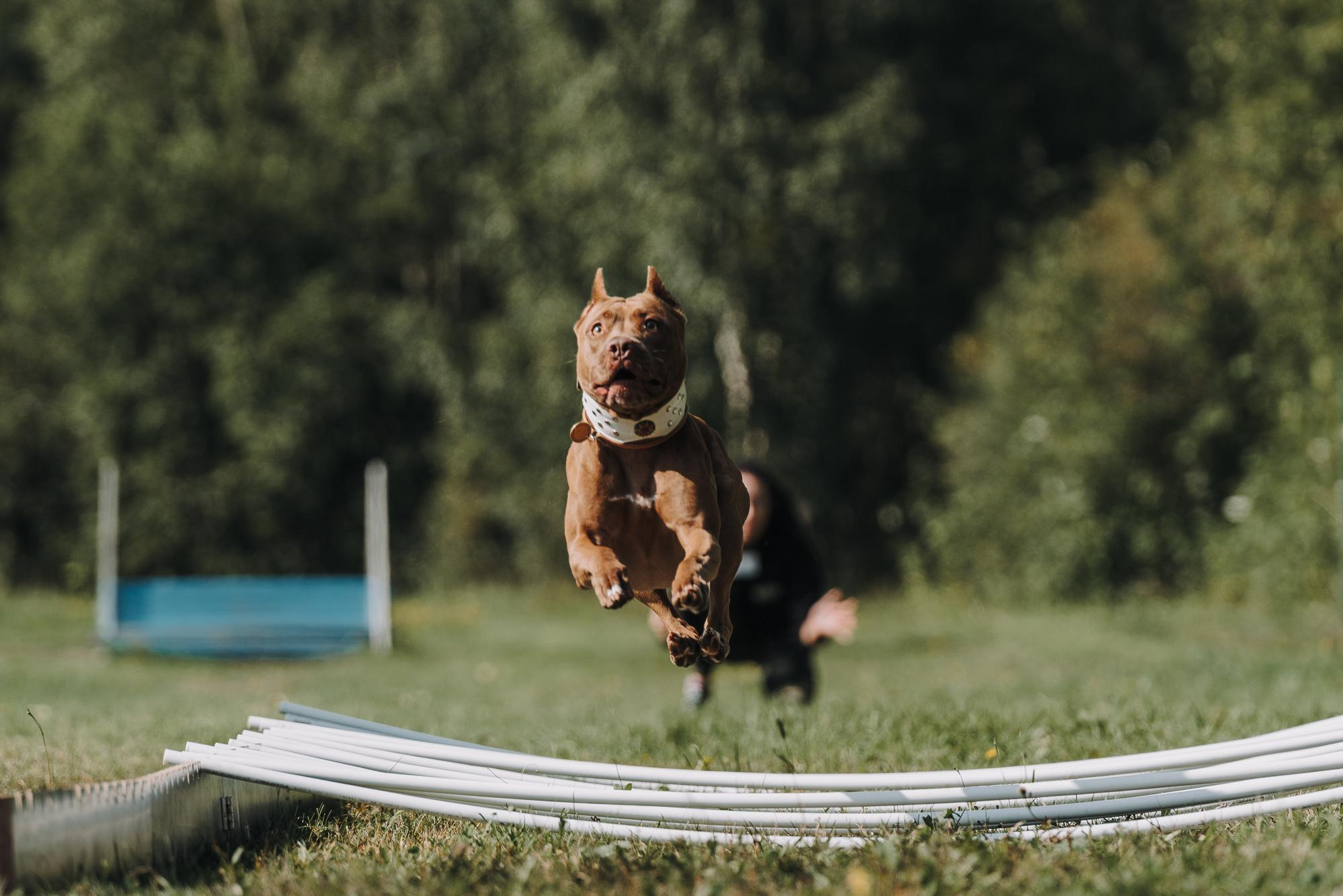 День пита и стаффа. Фотограф анималист Осипчикова Мария