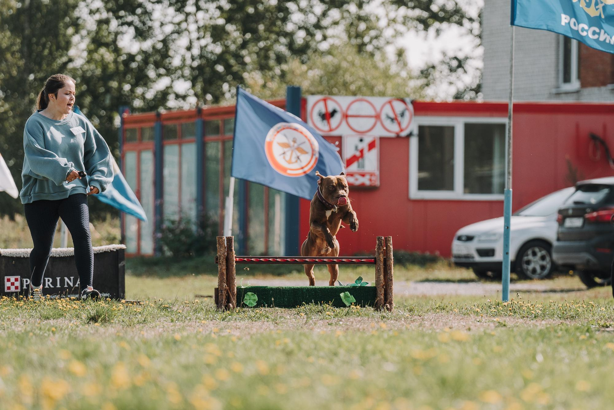 День пита и стаффа. Фотограф анималист Осипчикова Мария