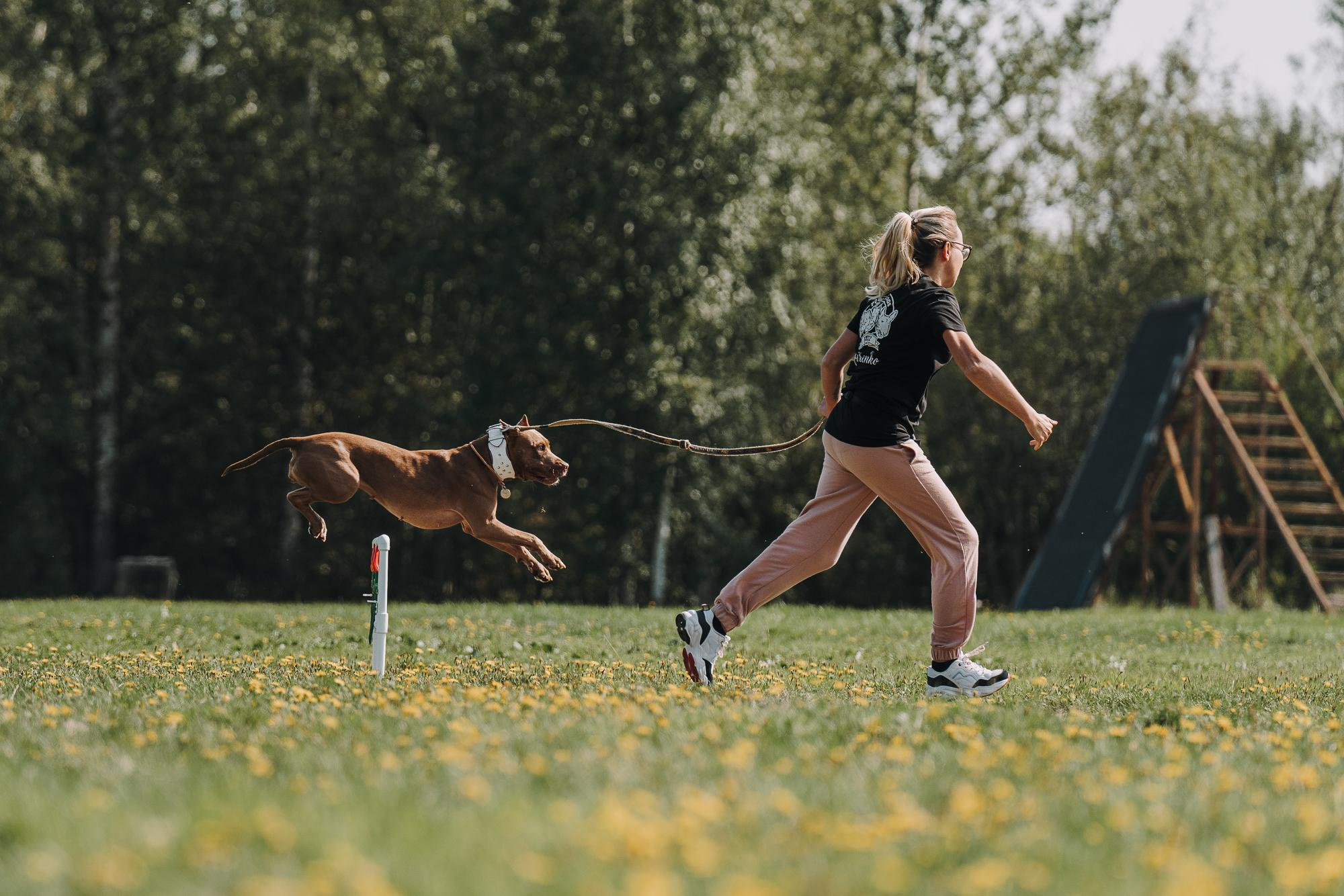 День пита и стаффа. Фотограф анималист Осипчикова Мария