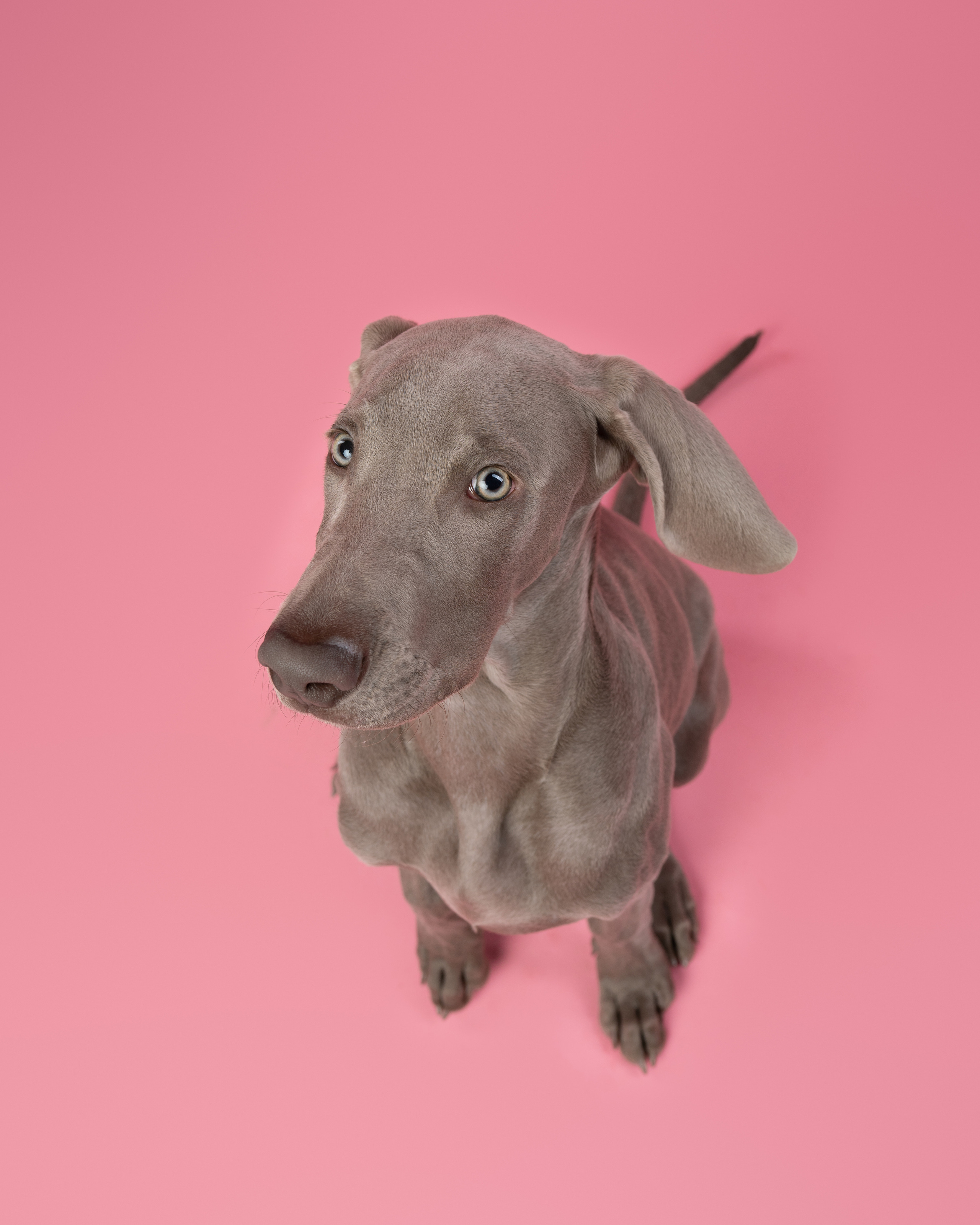 Веймаранер Элай. Фотограф анималист Осипчикова Мария