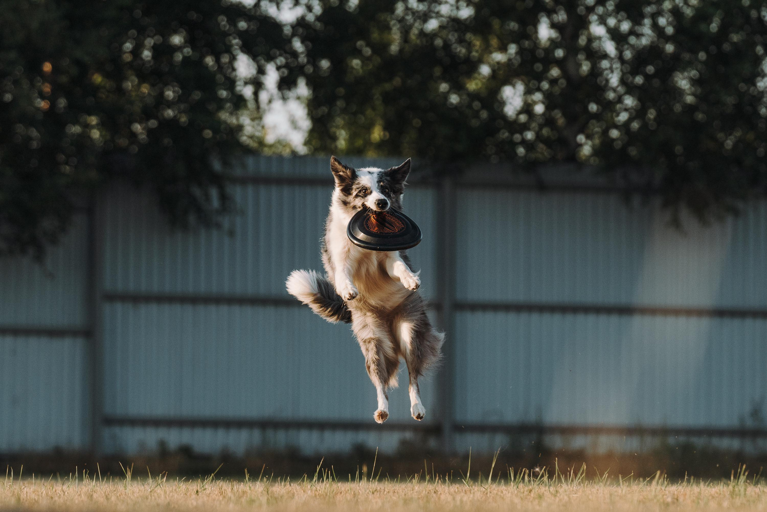 Фрисби игры UpDog. Фотограф анималист Осипчикова Мария