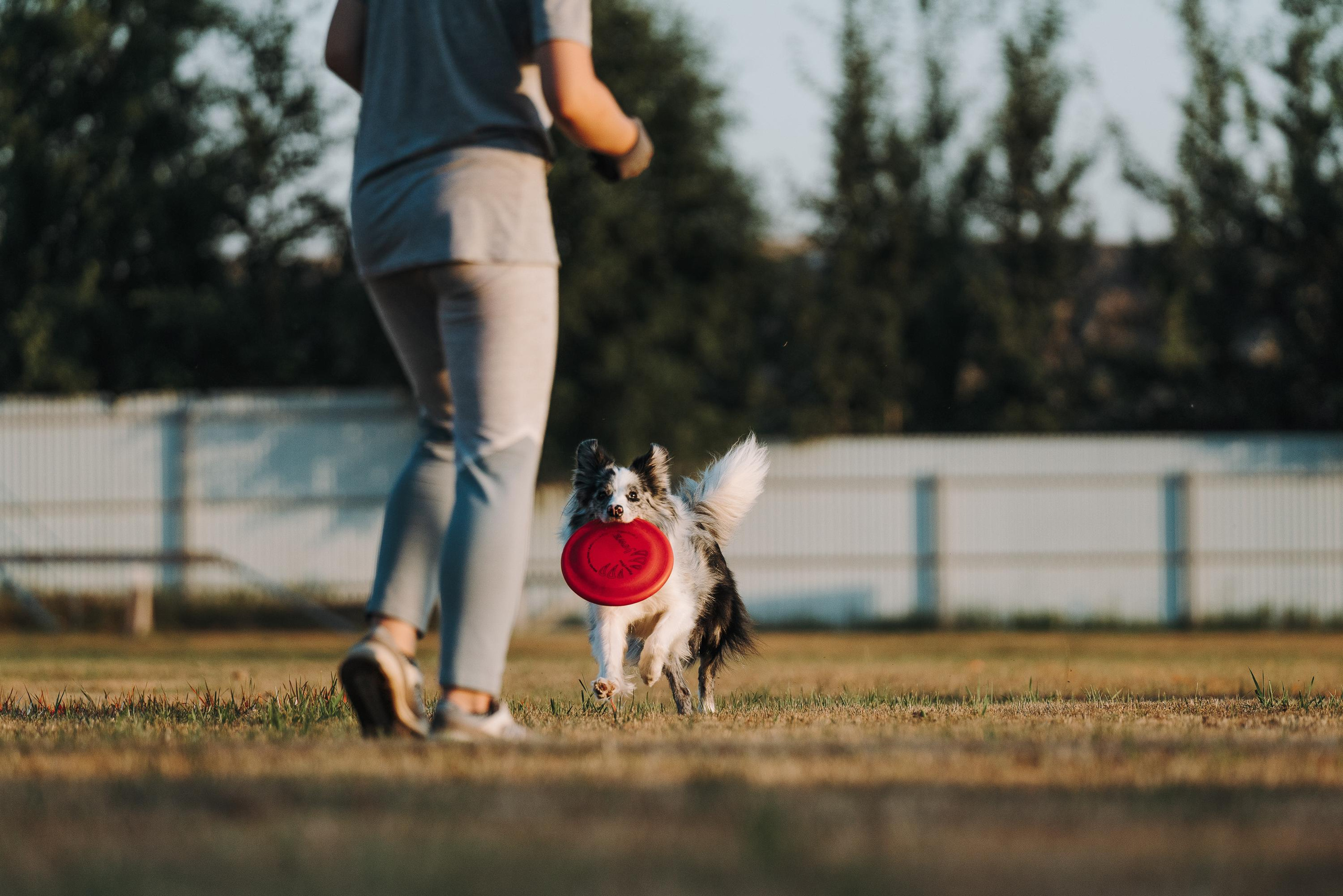 Фрисби игры UpDog. Фотограф анималист Осипчикова Мария