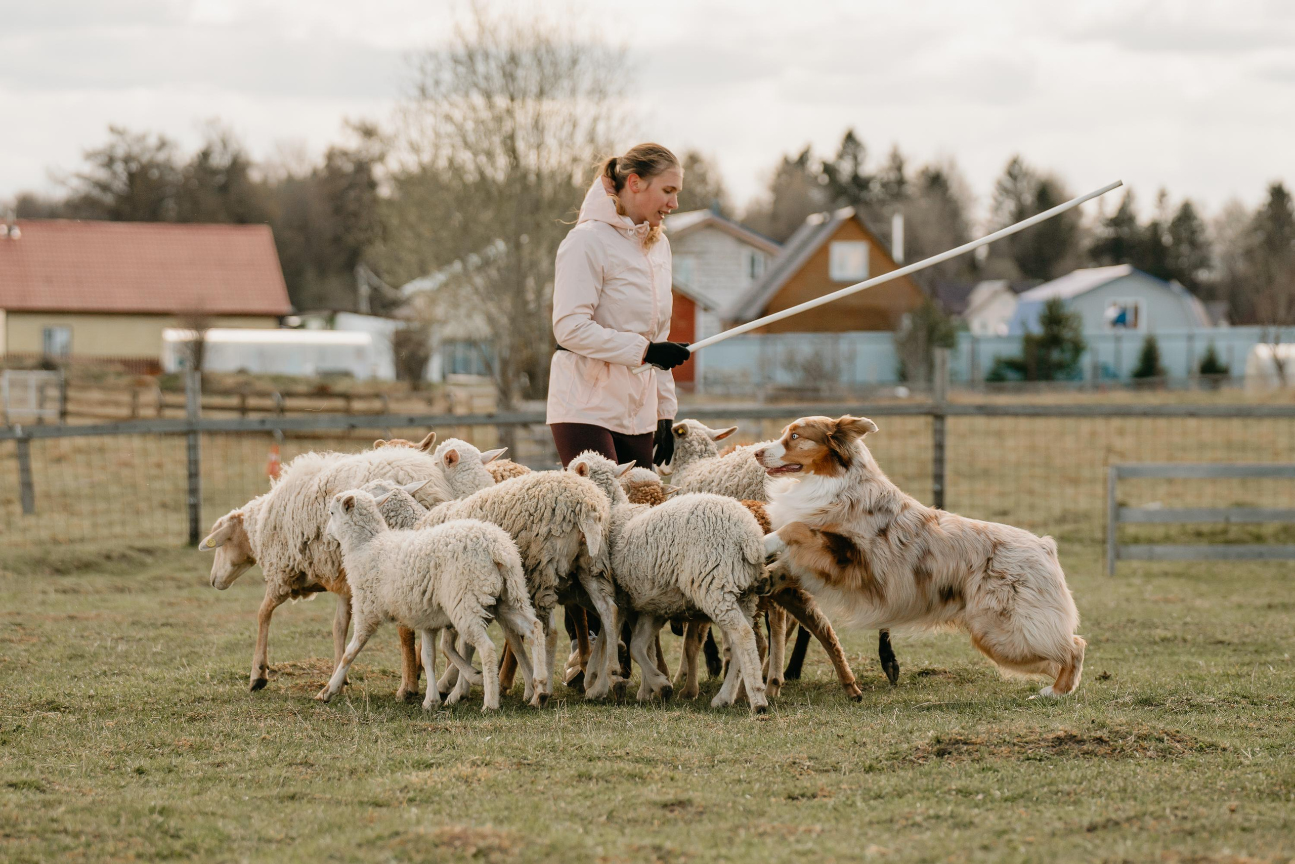 Пастушья служба. Фотограф анималист Осипчикова Мария