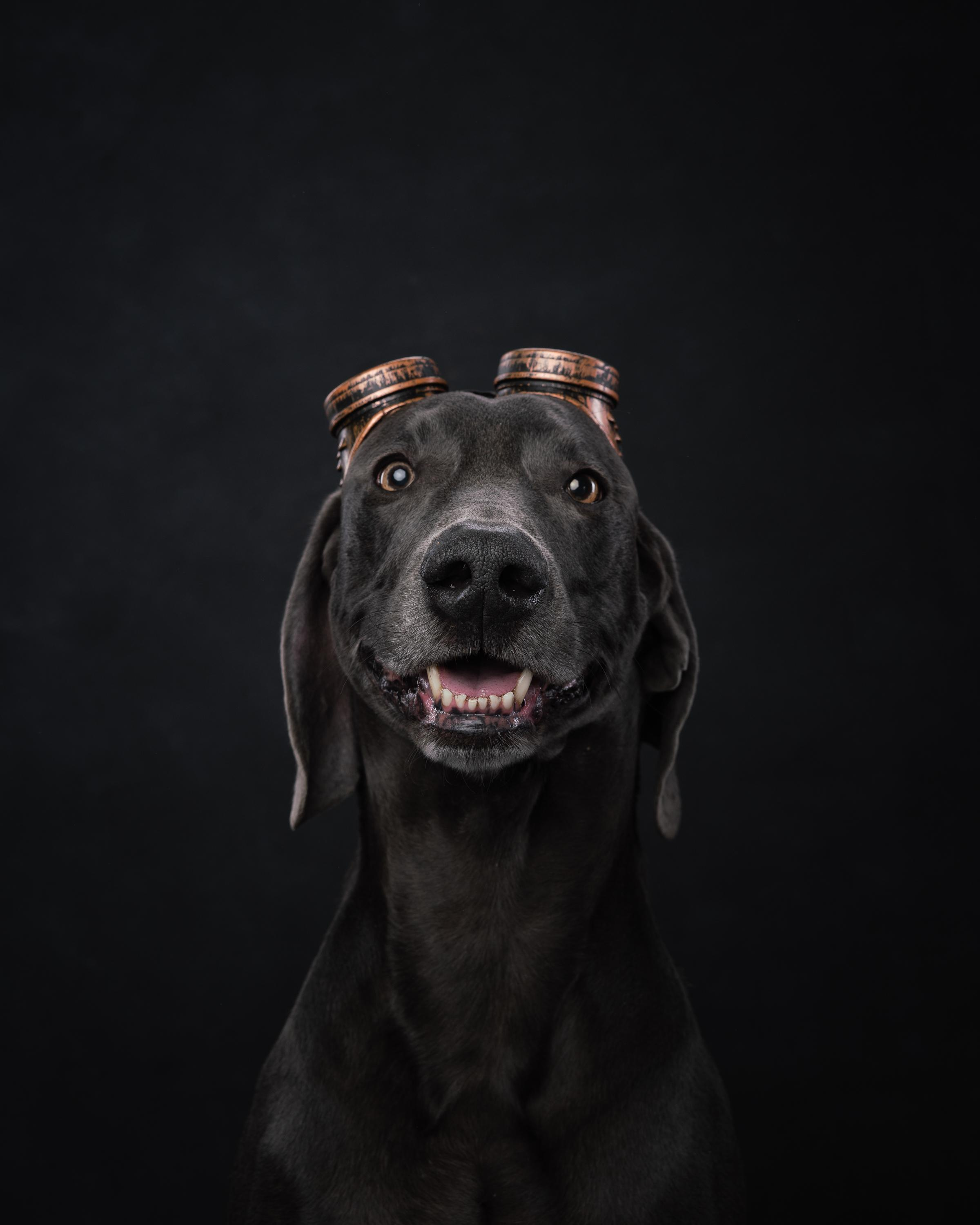 Веймаранер Рон. Фотограф анималист Осипчикова Мария