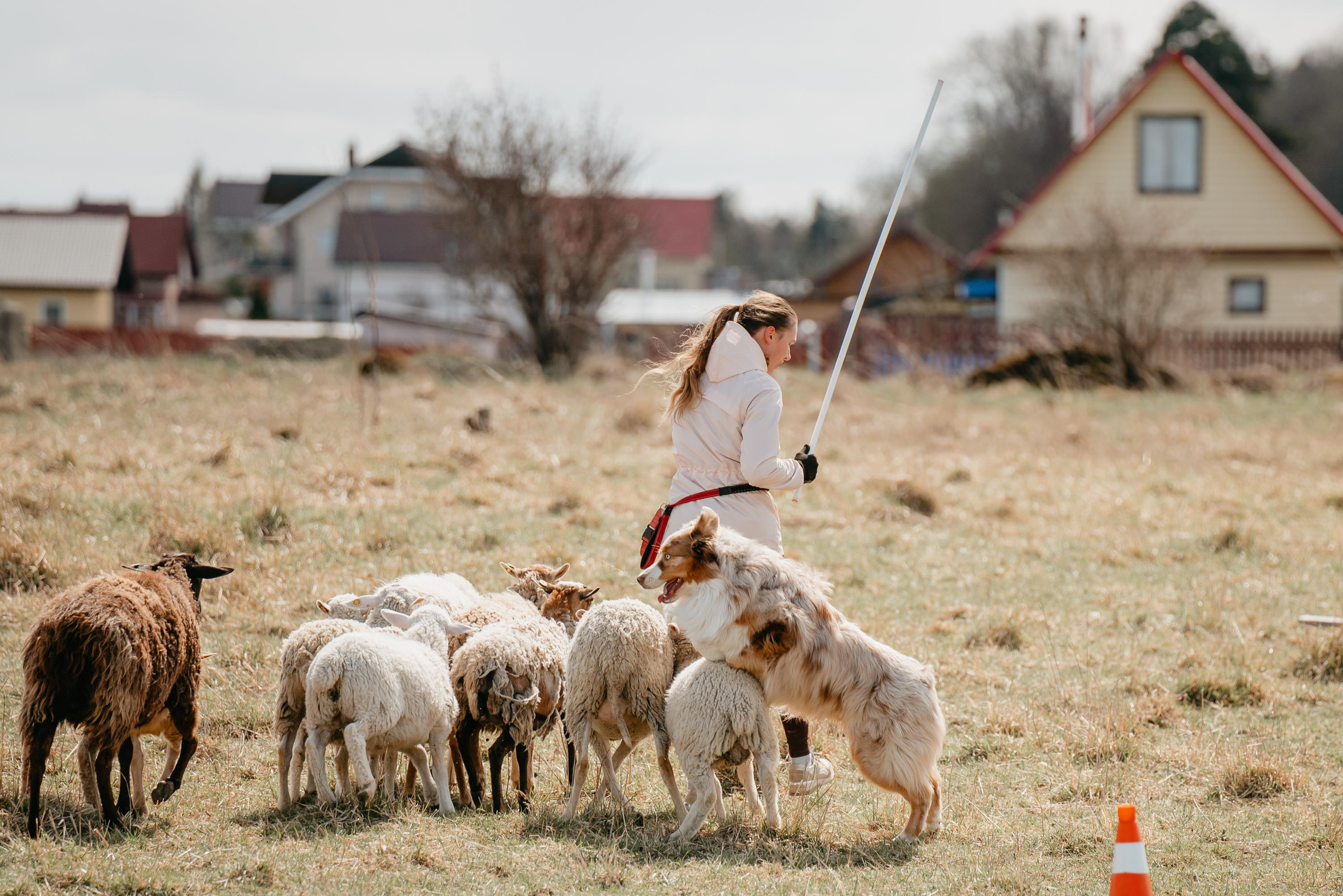 Пастушья служба. Фотограф анималист Осипчикова Мария