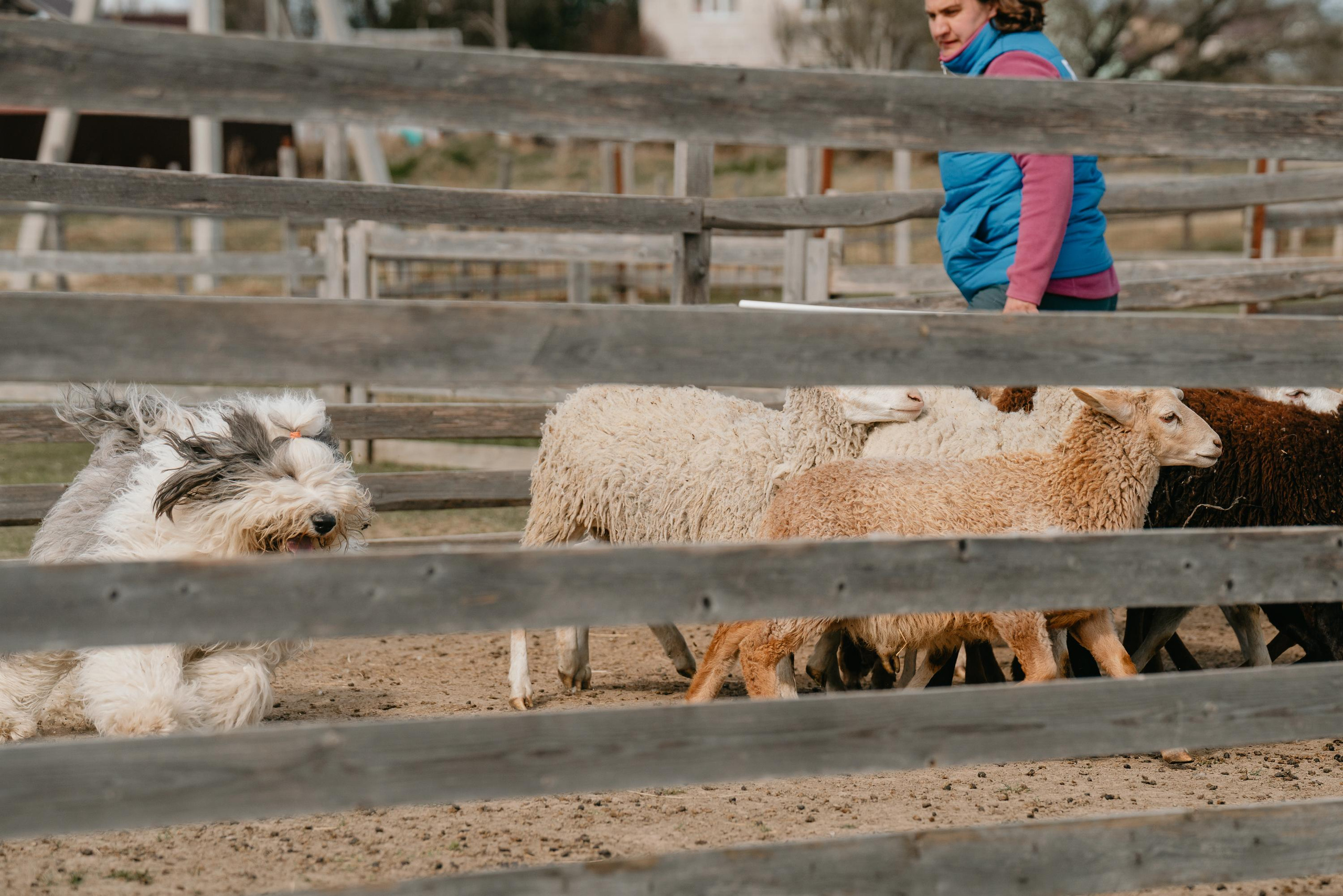 Пастушья служба. Фотограф анималист Осипчикова Мария