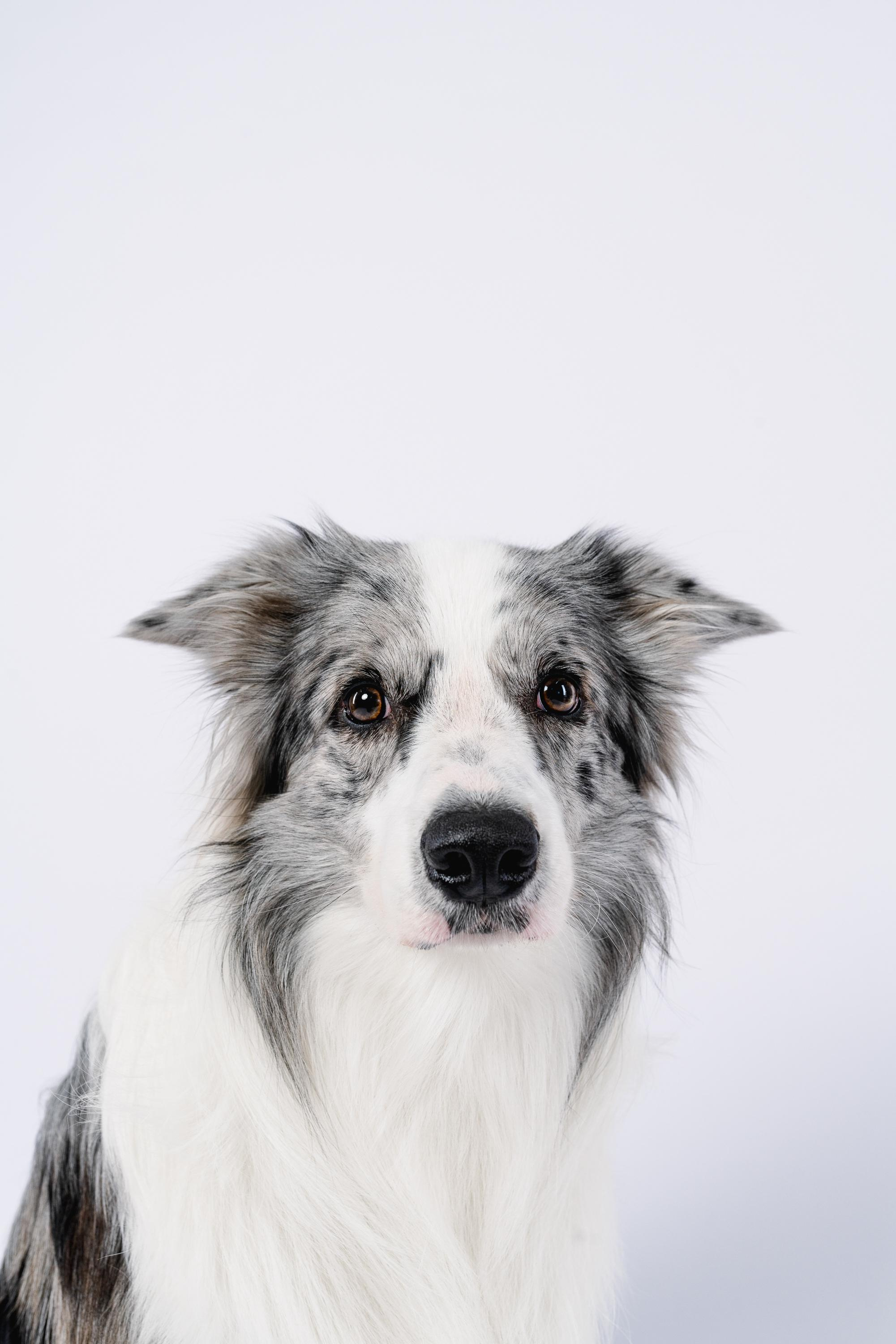 Юля и Ньютон. Фотограф анималист Осипчикова Мария