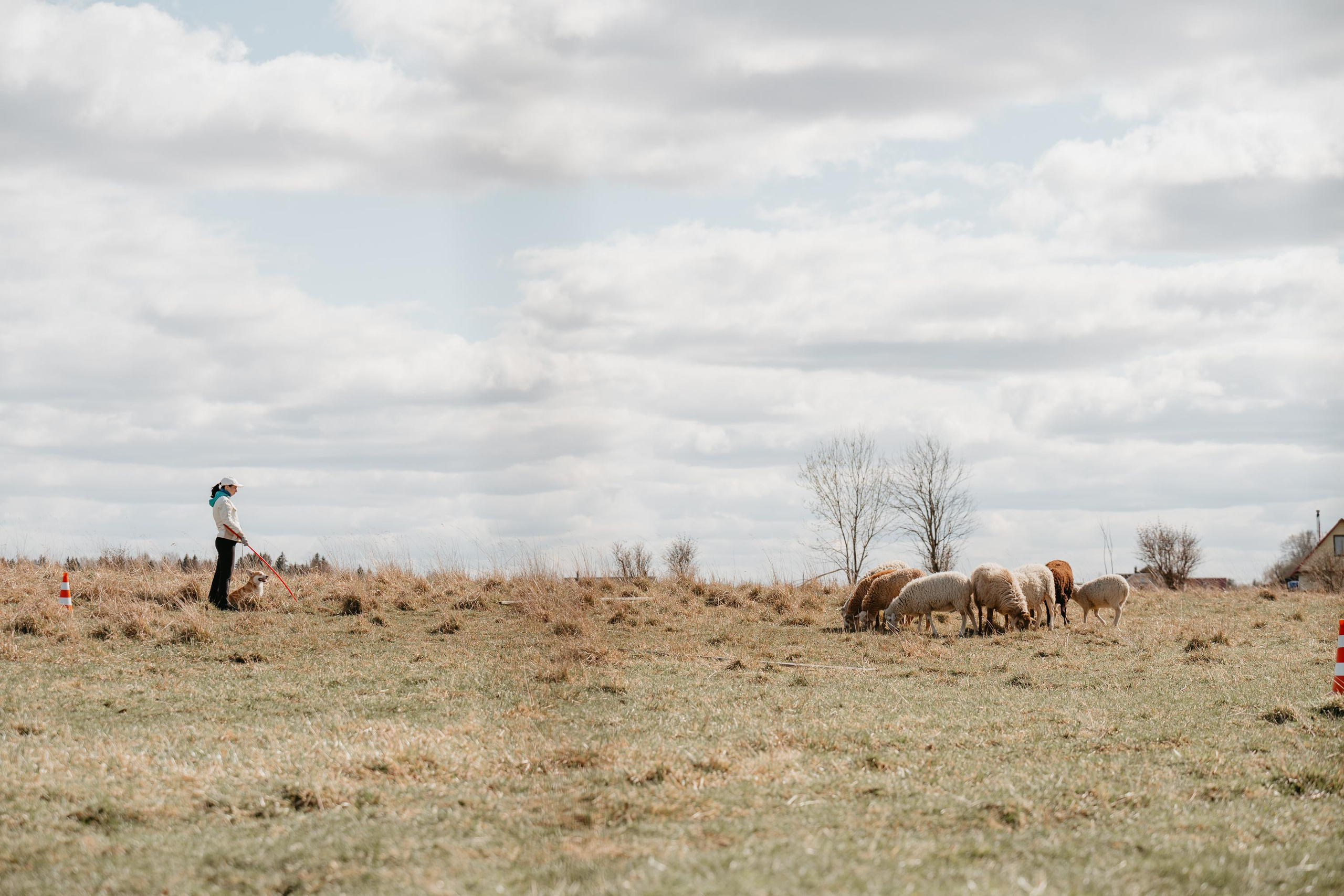Пастушья служба. Фотограф анималист Осипчикова Мария