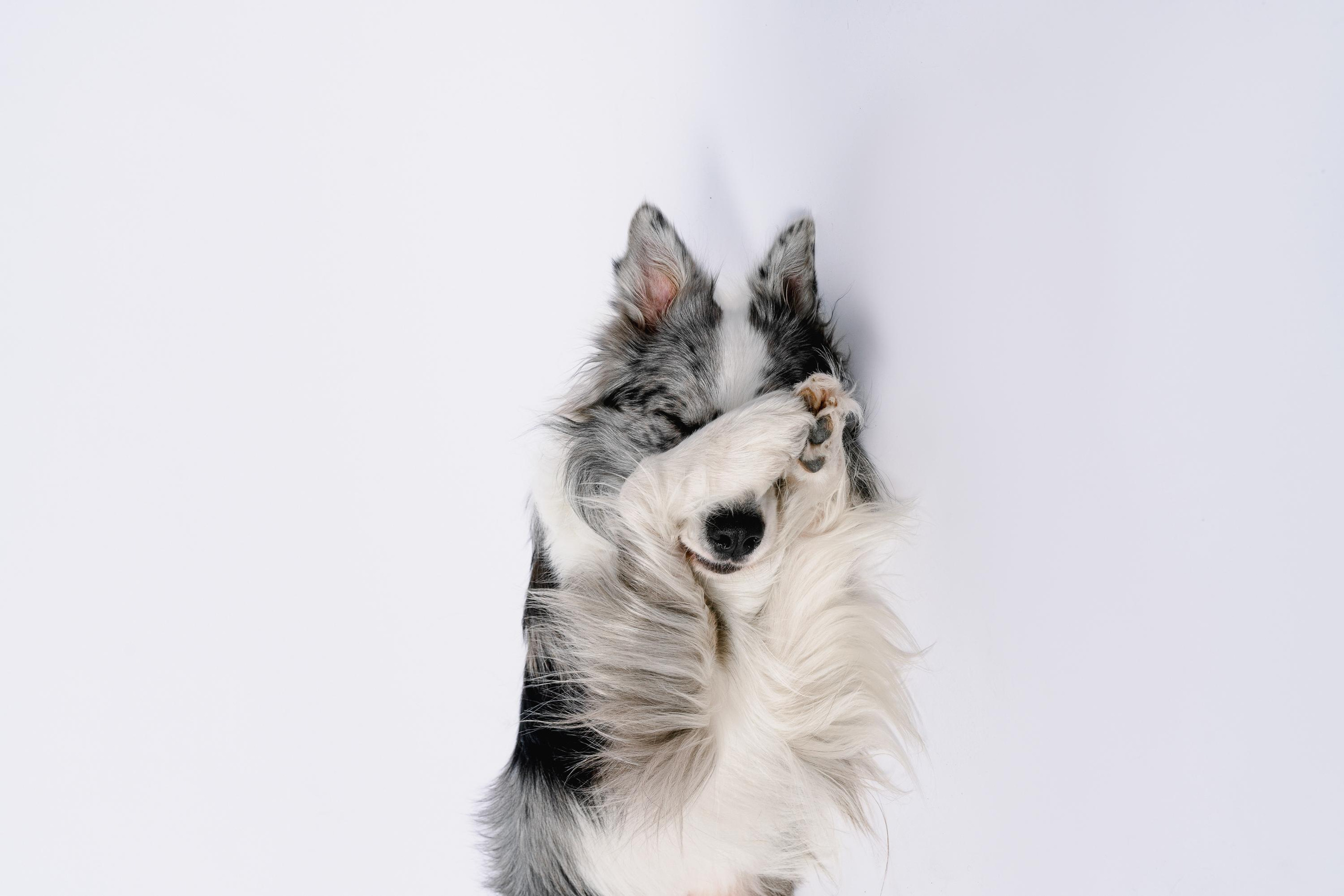 Юля и Ньютон. Фотограф анималист Осипчикова Мария