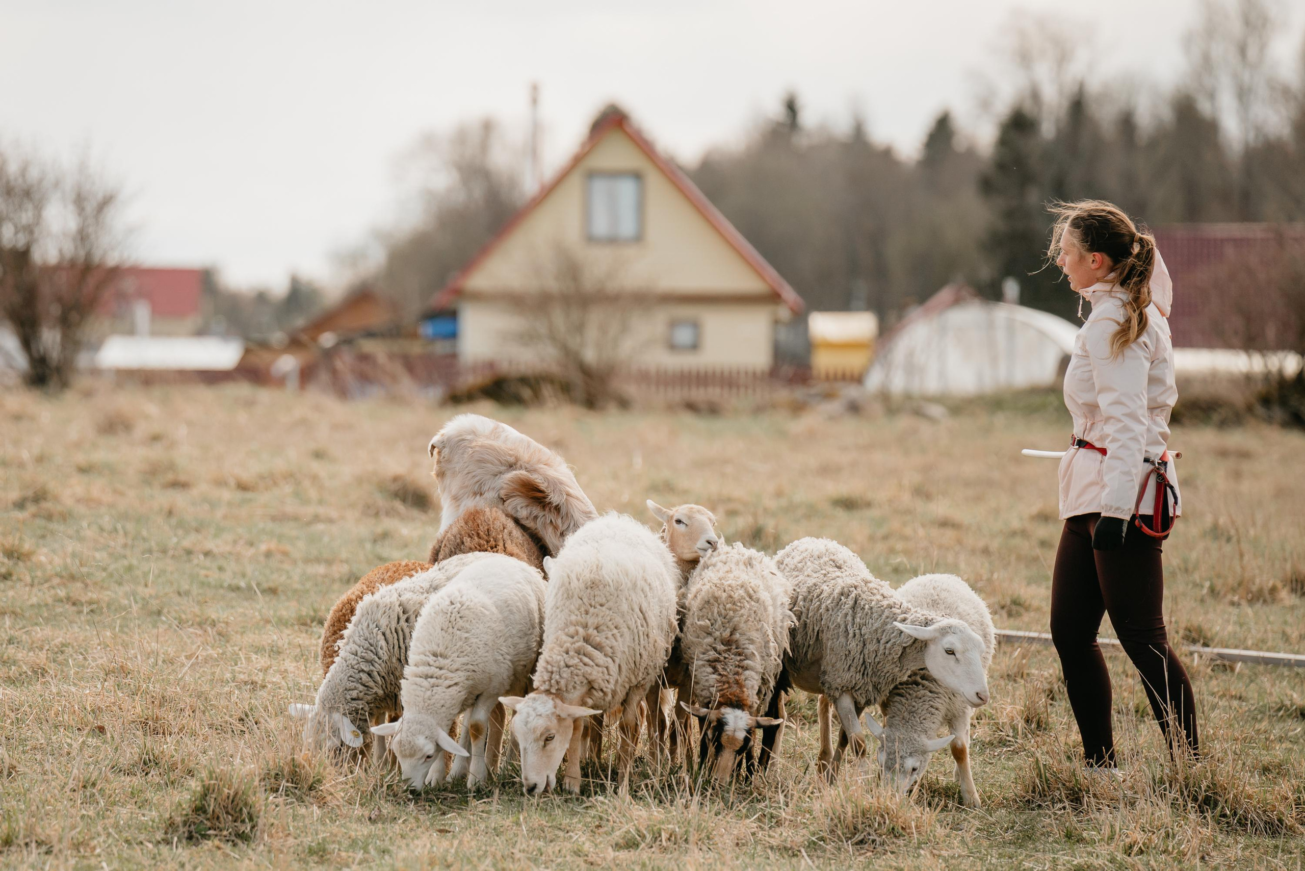 Пастушья служба. Фотограф анималист Осипчикова Мария