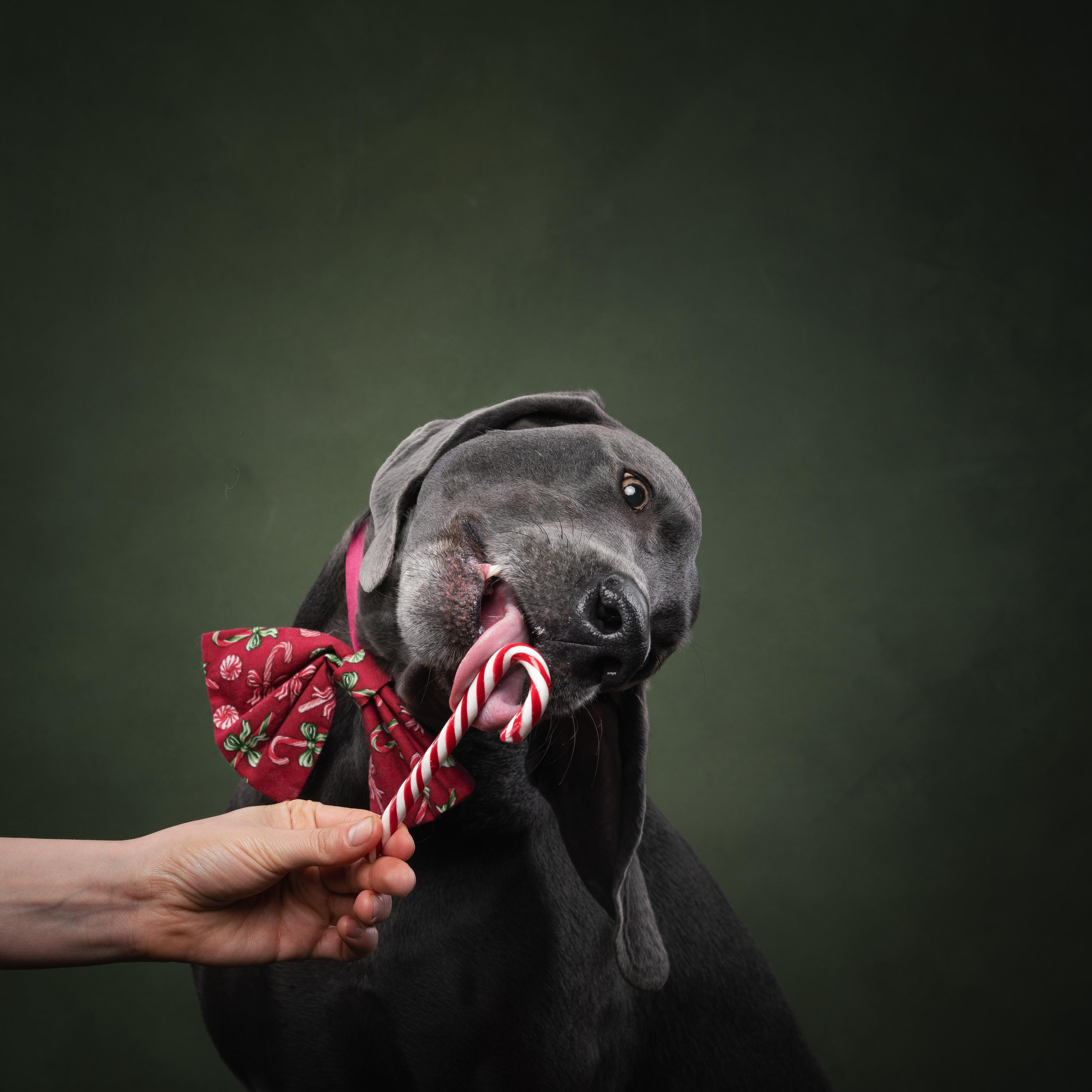 Веймаранер Рон. Фотограф анималист Осипчикова Мария