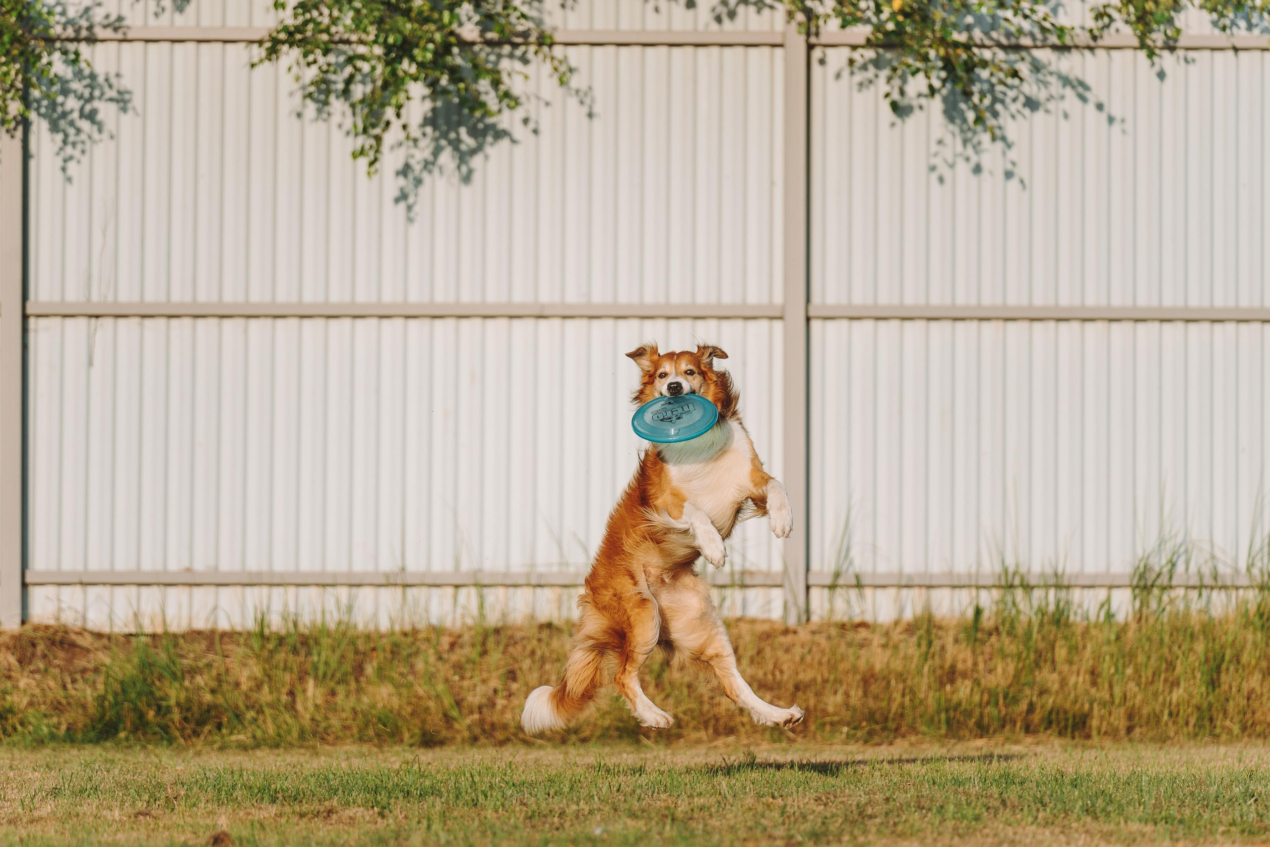 Фрисби игры UpDog. Фотограф анималист Осипчикова Мария