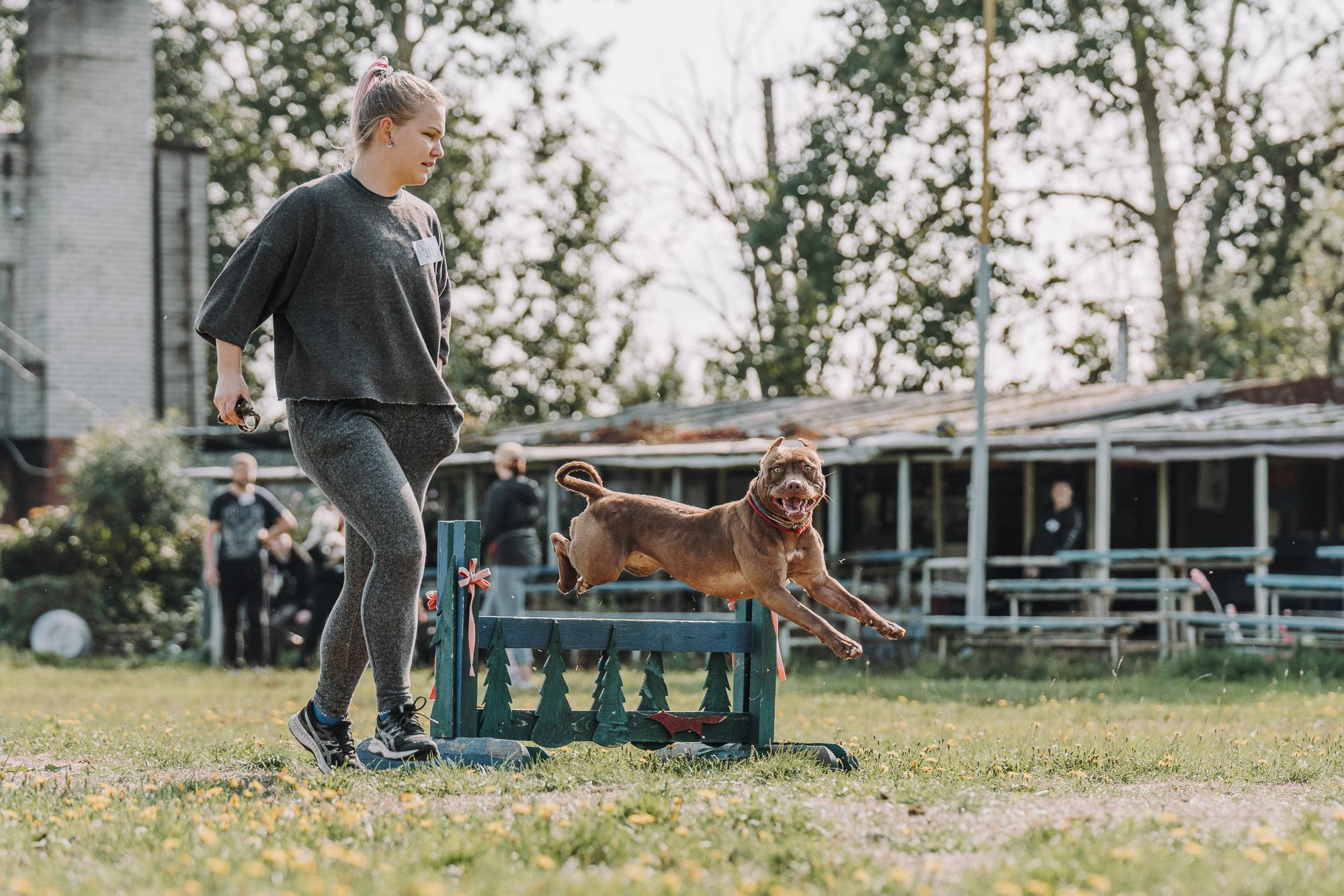День пита и стаффа. Фотограф анималист Осипчикова Мария