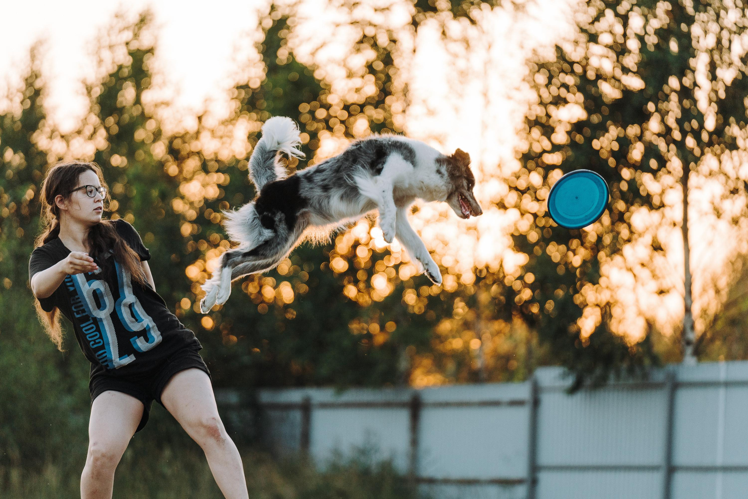 Фрисби игры UpDog. Фотограф анималист Осипчикова Мария