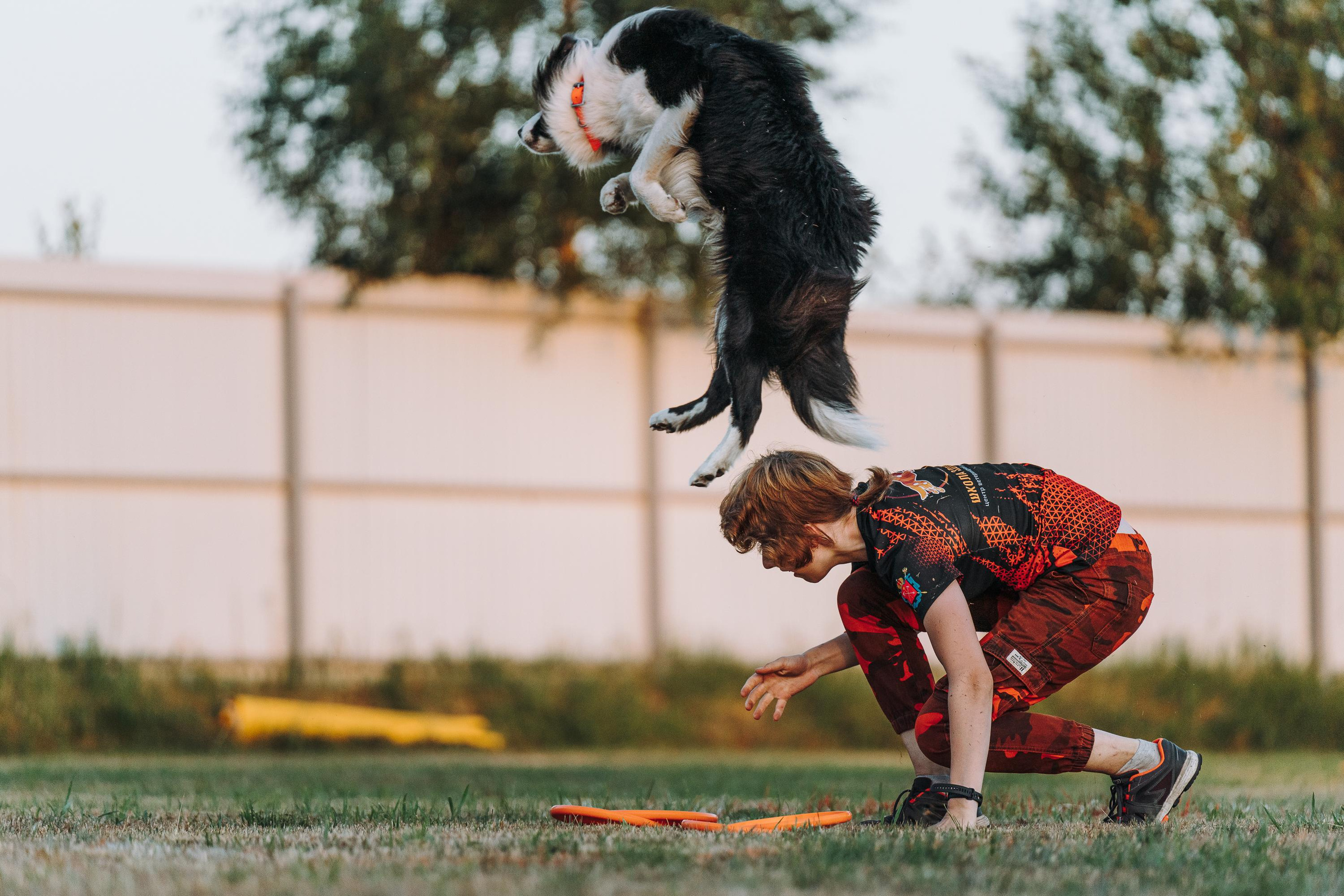 Фрисби игры UpDog. Фотограф анималист Осипчикова Мария