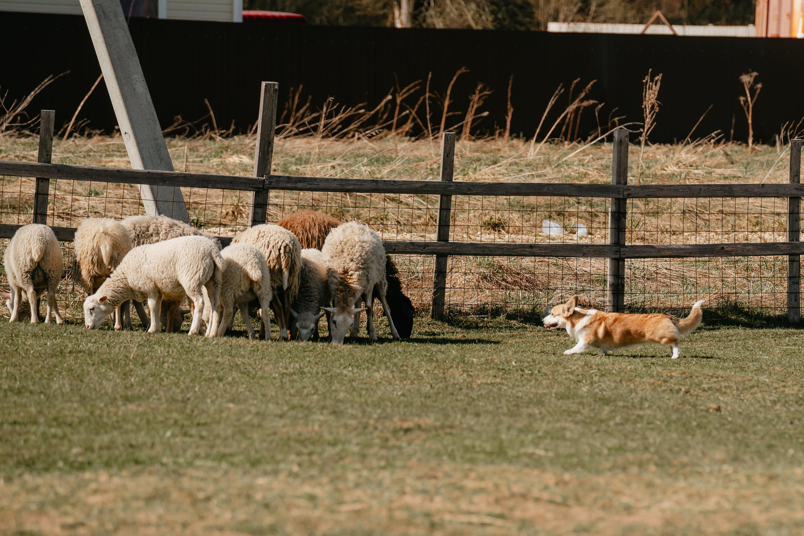 Пастушья служба. Фотограф анималист Осипчикова Мария