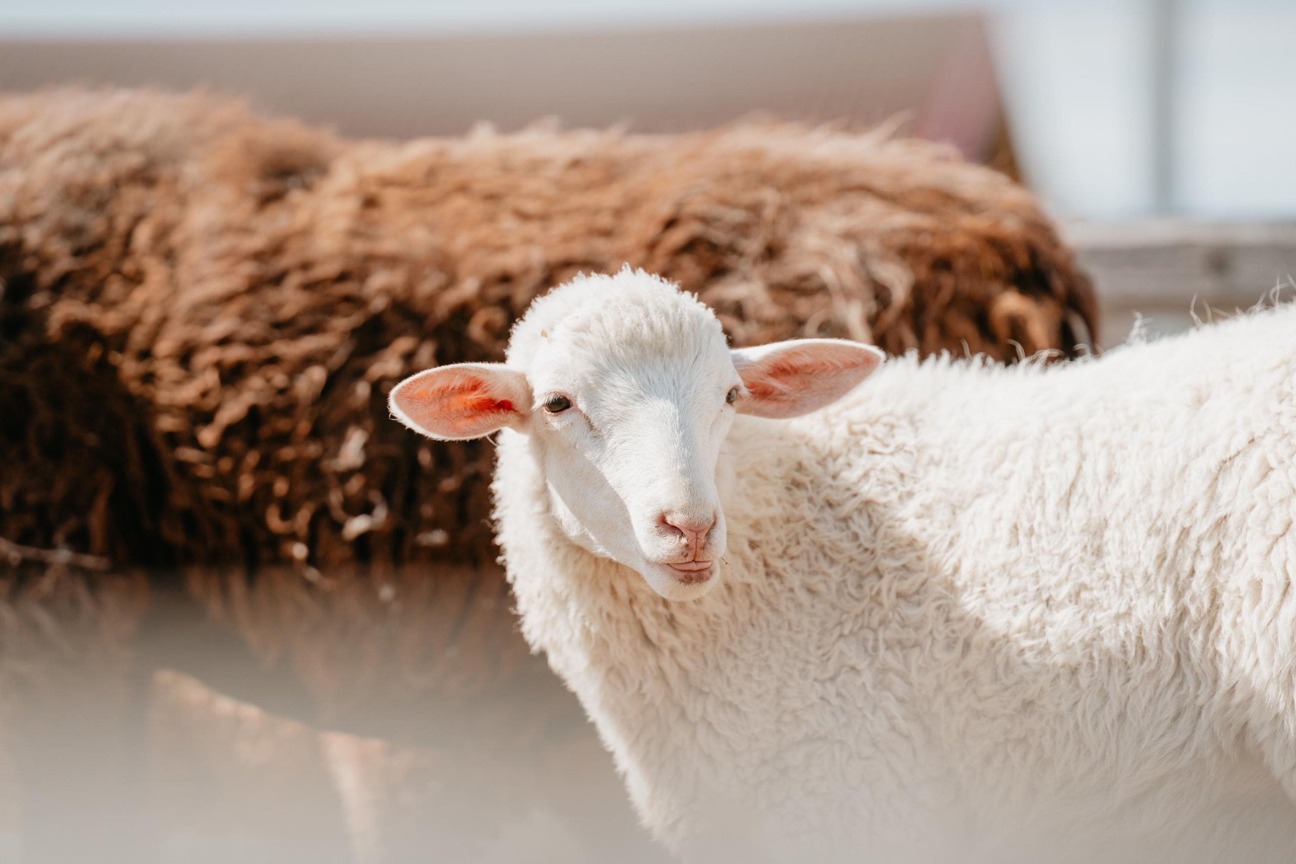 Пастушья служба. Фотограф анималист Осипчикова Мария