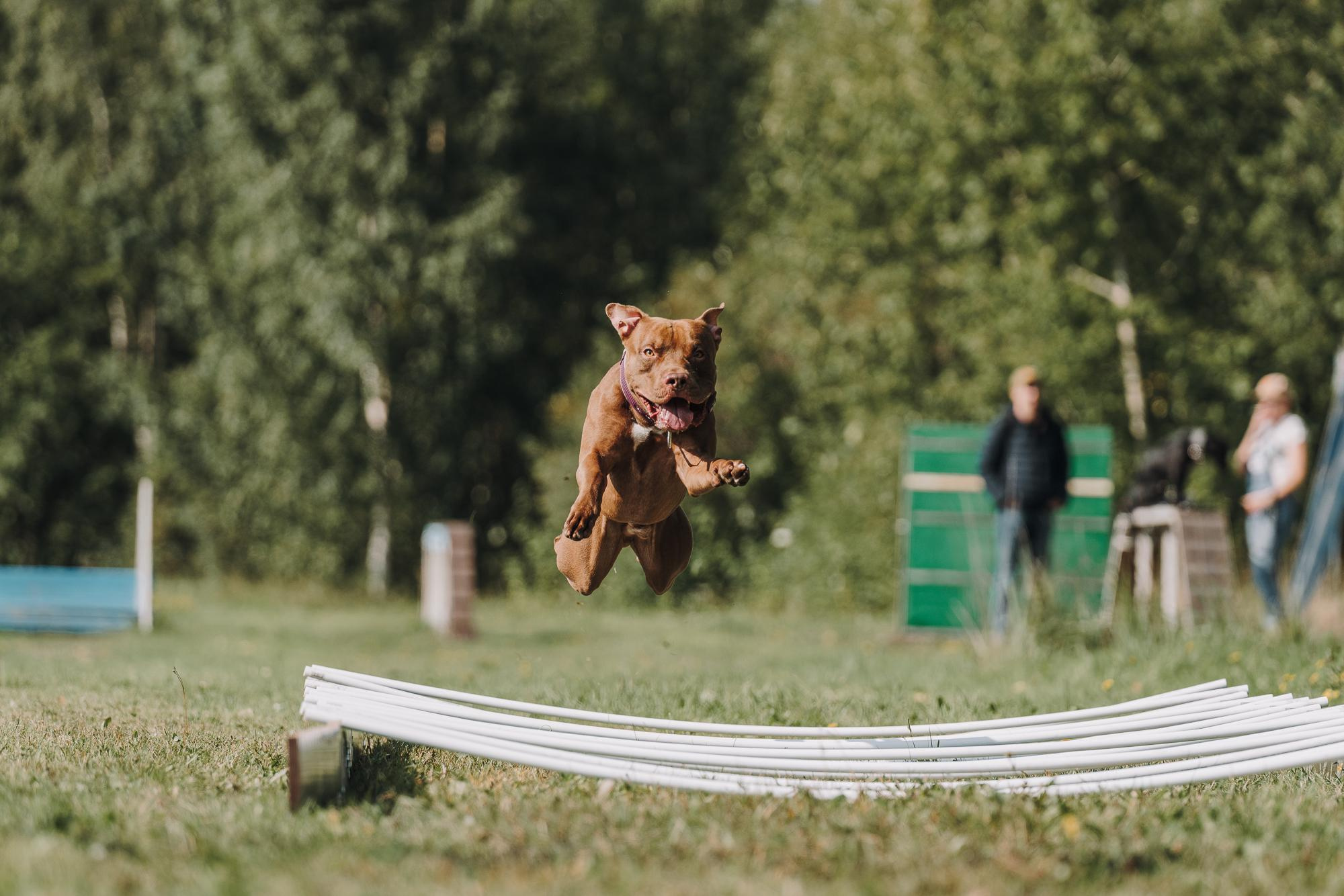 День пита и стаффа. Фотограф анималист Осипчикова Мария