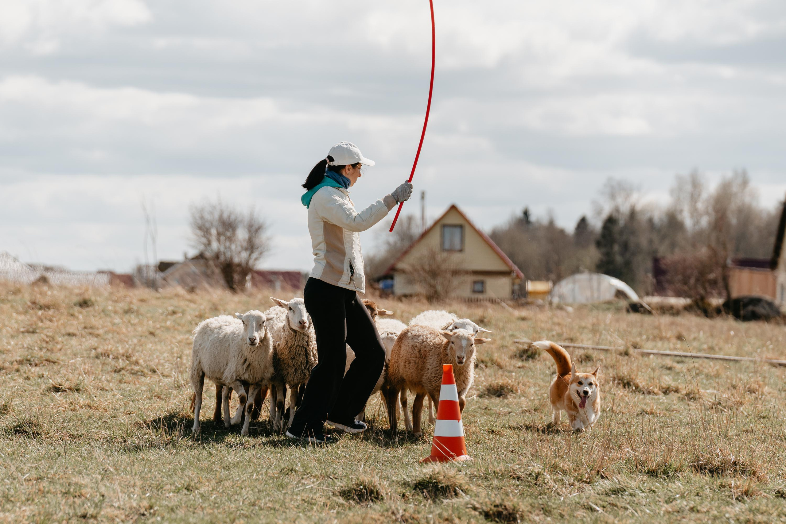 Пастушья служба. Фотограф анималист Осипчикова Мария