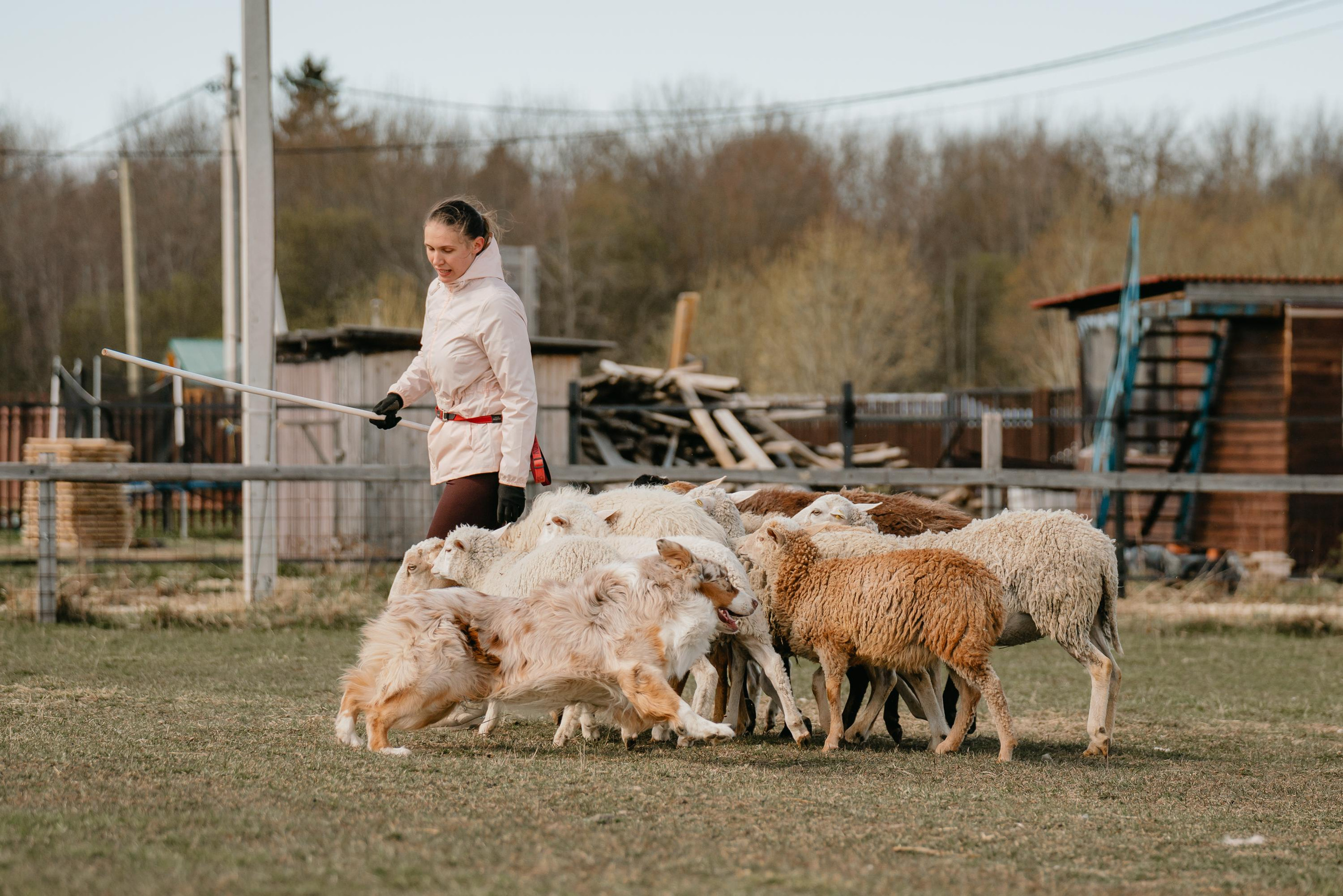 Пастушья служба. Фотограф анималист Осипчикова Мария