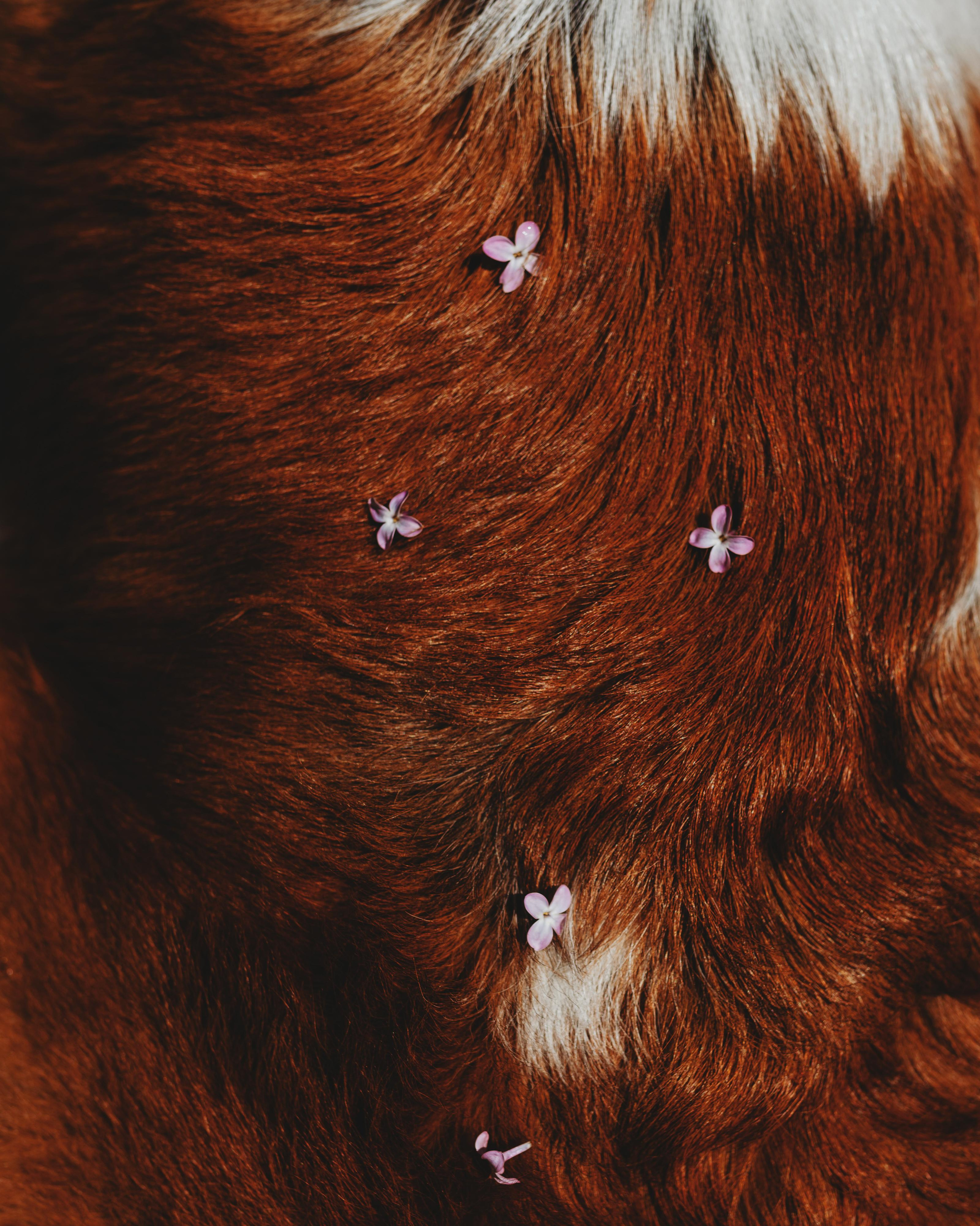 Оля, Молли и Эмми. Фотограф анималист Осипчикова Мария