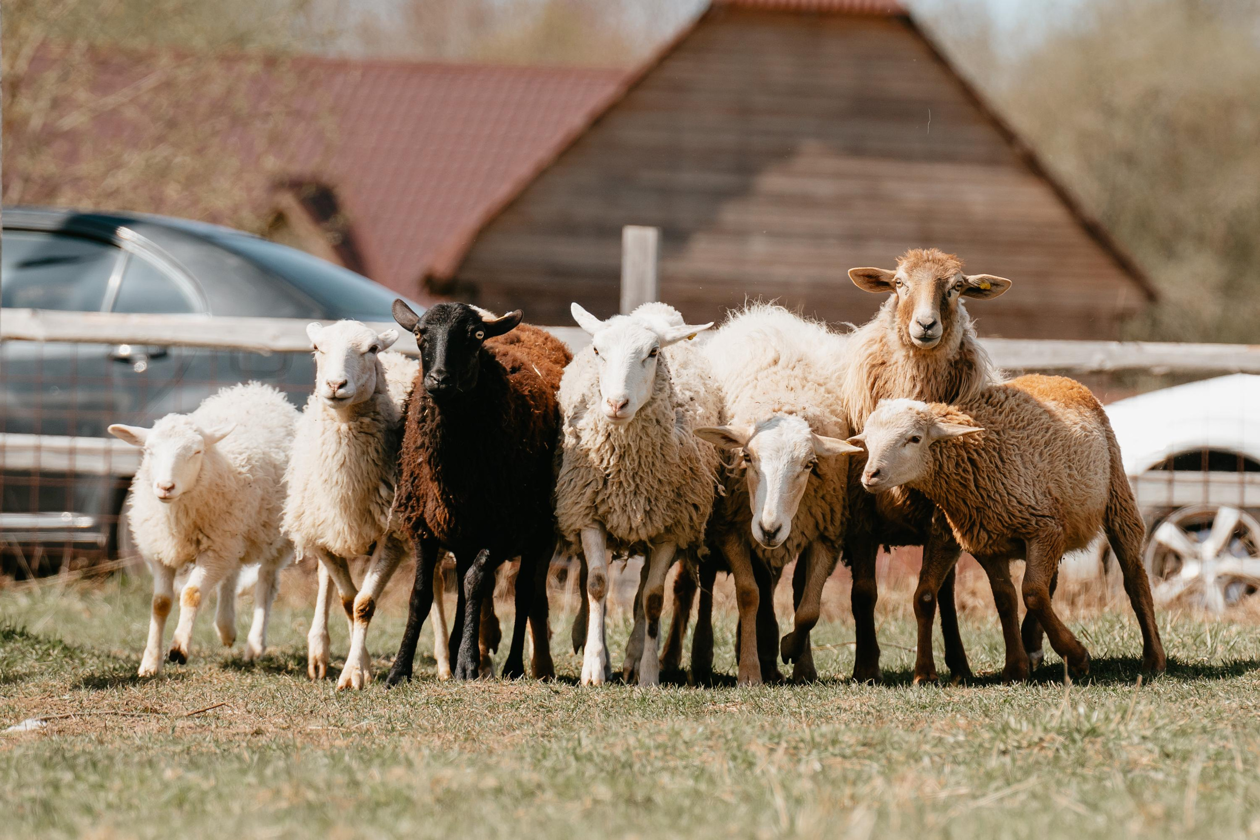 Пастушья служба. Фотограф анималист Осипчикова Мария