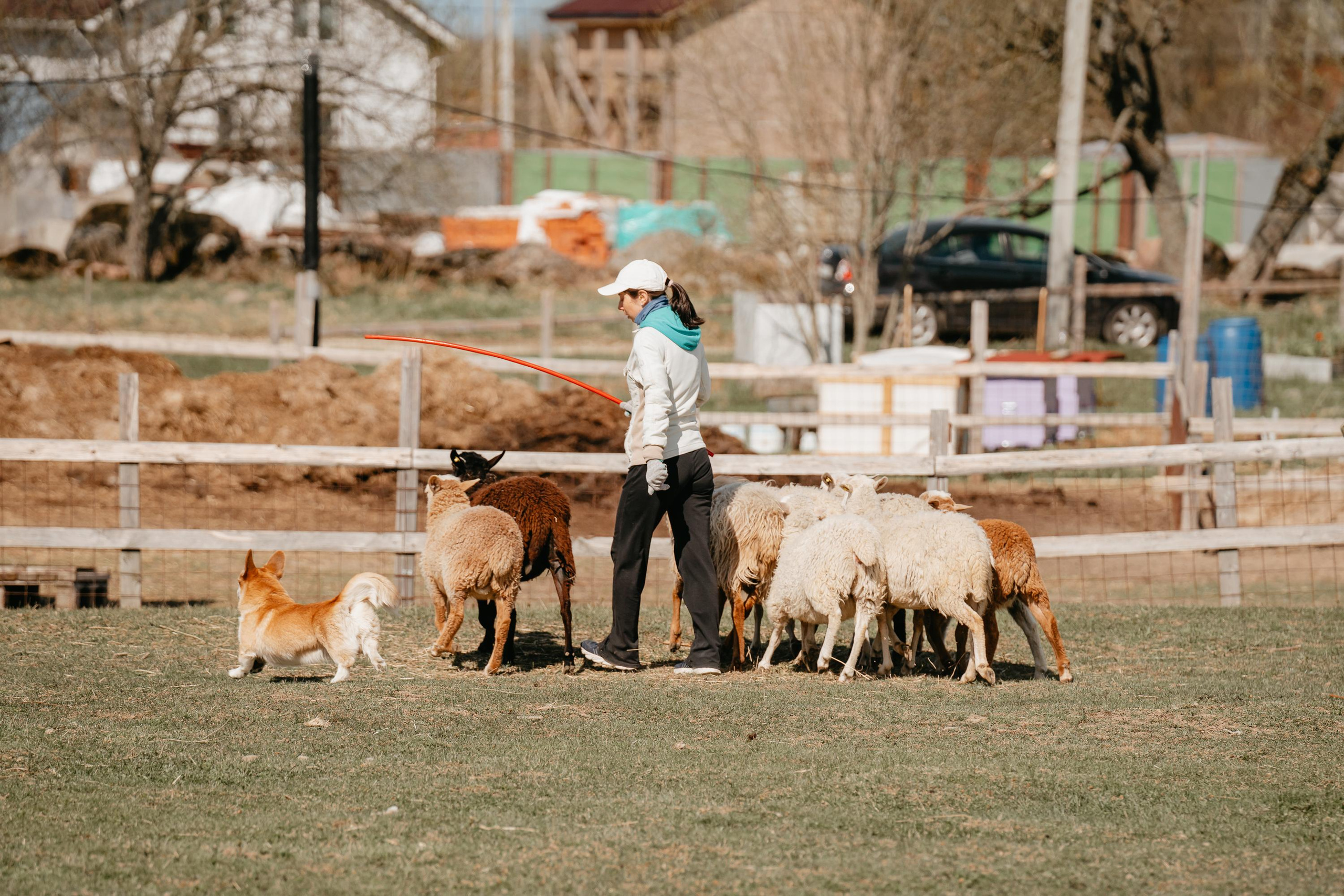 Пастушья служба. Фотограф анималист Осипчикова Мария