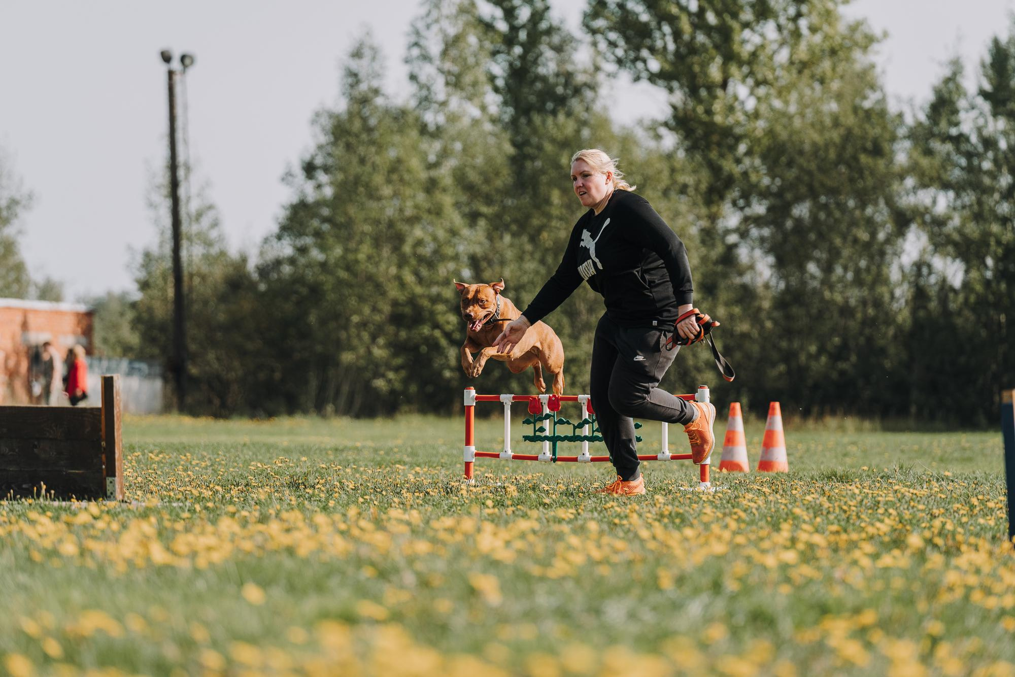 День пита и стаффа. Фотограф анималист Осипчикова Мария