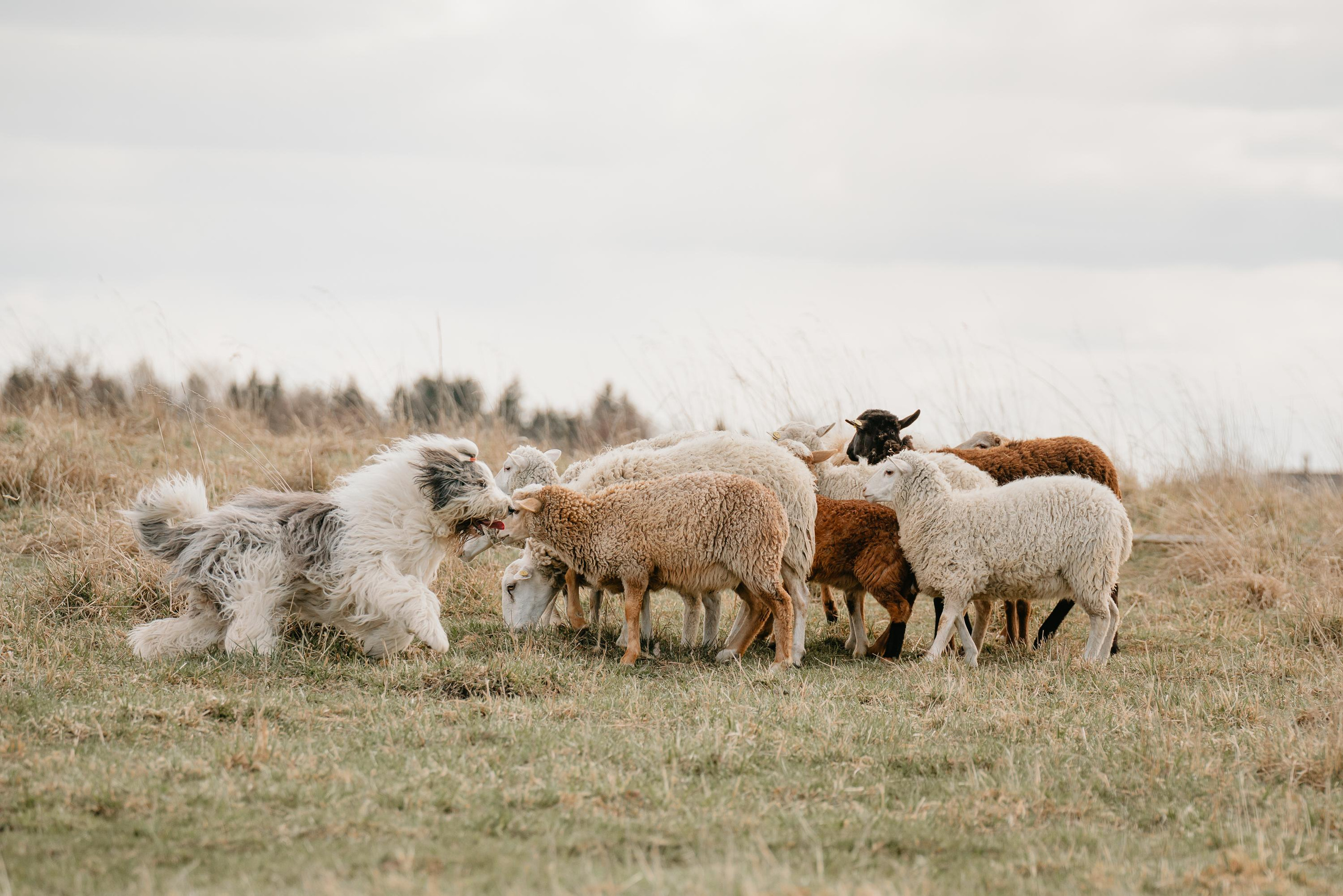 Пастушья служба. Фотограф анималист Осипчикова Мария