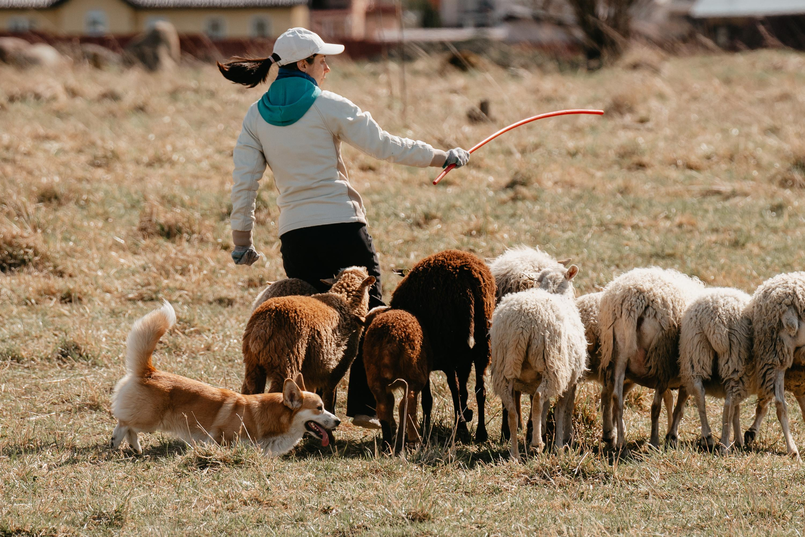 Пастушья служба. Фотограф анималист Осипчикова Мария