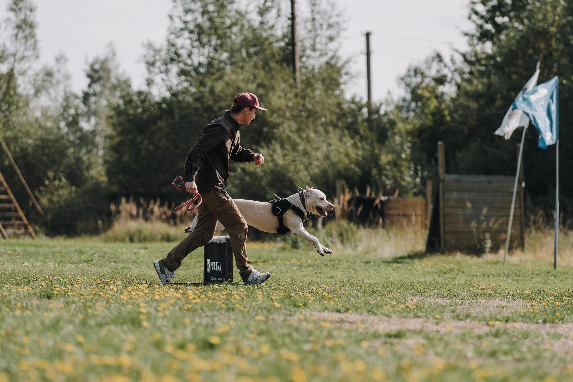День пита и стаффа. Фотограф анималист Осипчикова Мария